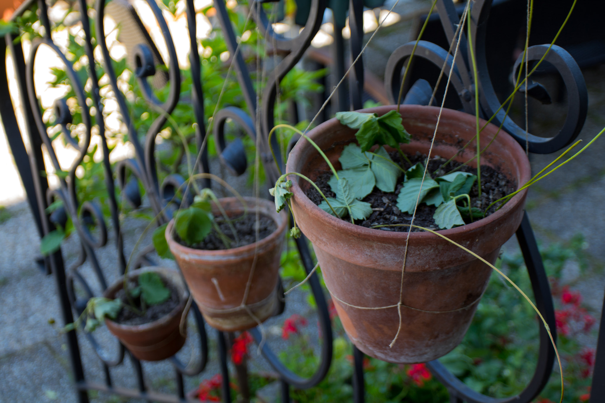 Canon EOS 750D (EOS Rebel T6i / EOS Kiss X8i) + Canon EF 17-40mm F4L USM sample photo. Happy garden photography