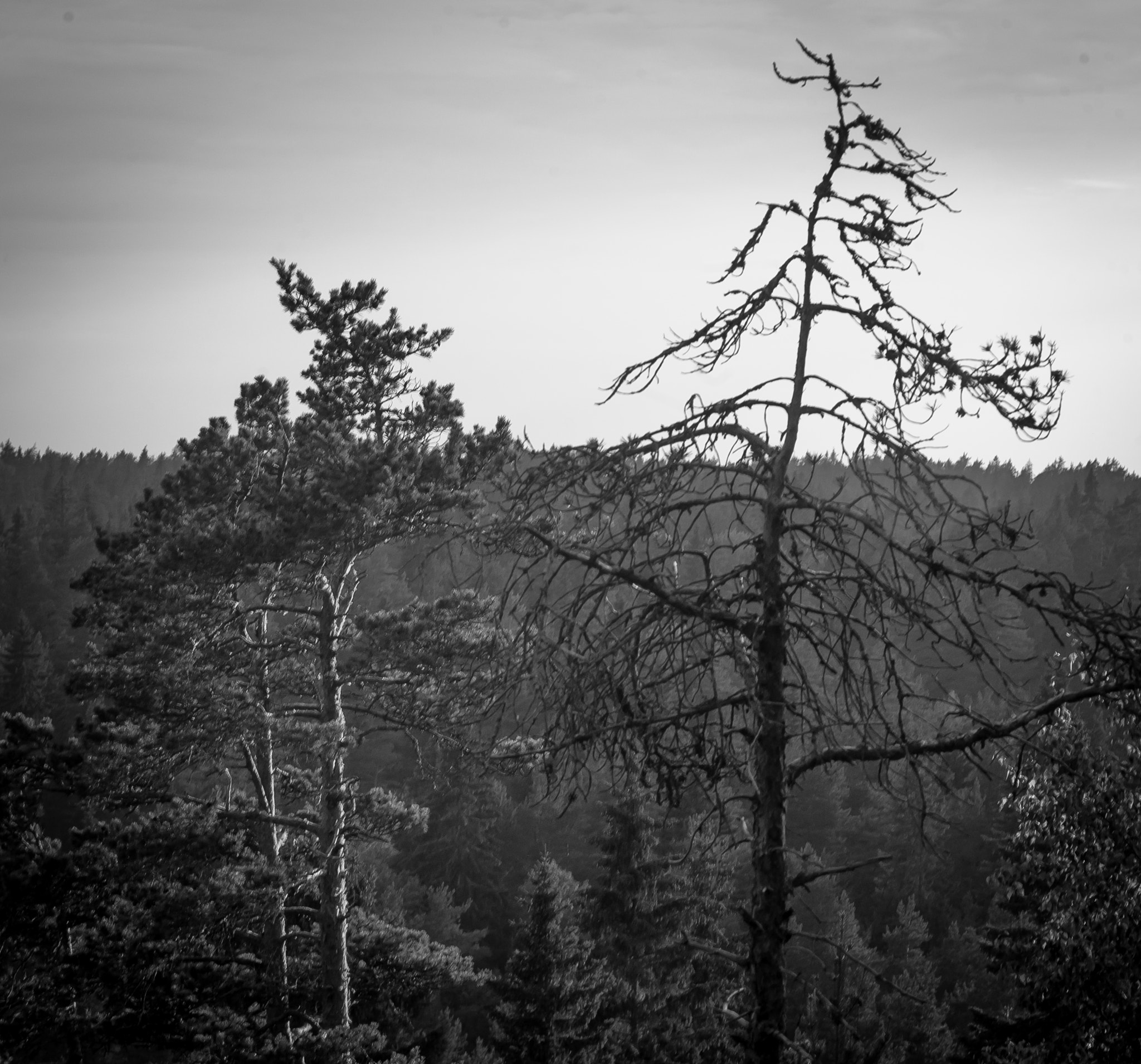 Sony Alpha DSLR-A900 + Sigma ZOOM-alpha 35-135mm F3.5-4.5 sample photo. The living and the dead photography