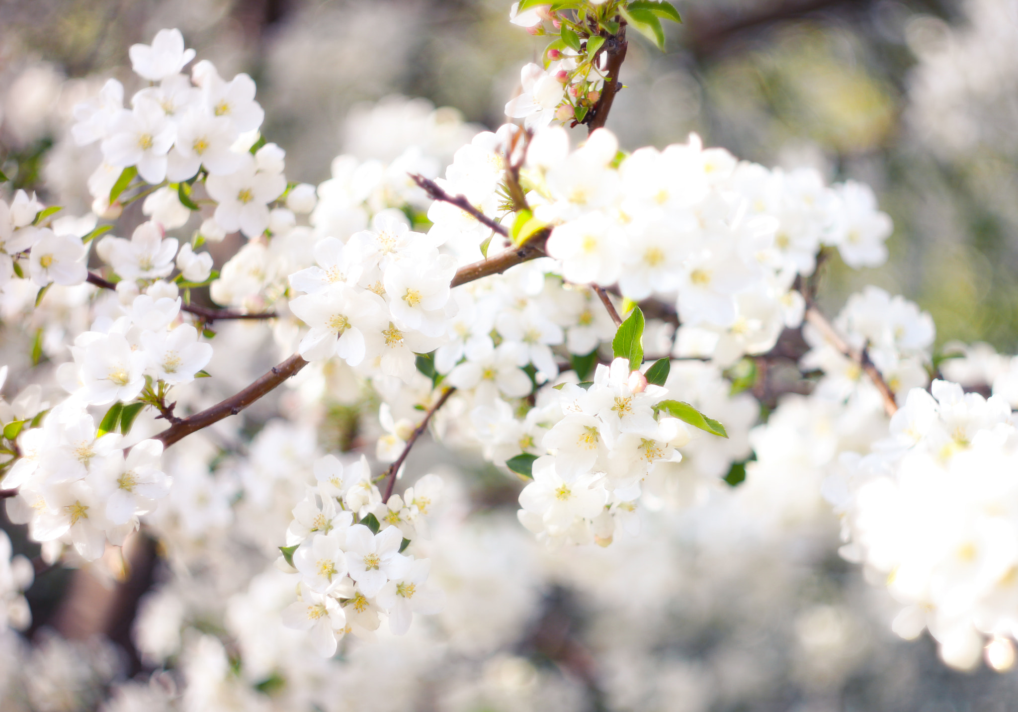 Canon EOS 550D (EOS Rebel T2i / EOS Kiss X4) sample photo. Apple blossoms photography