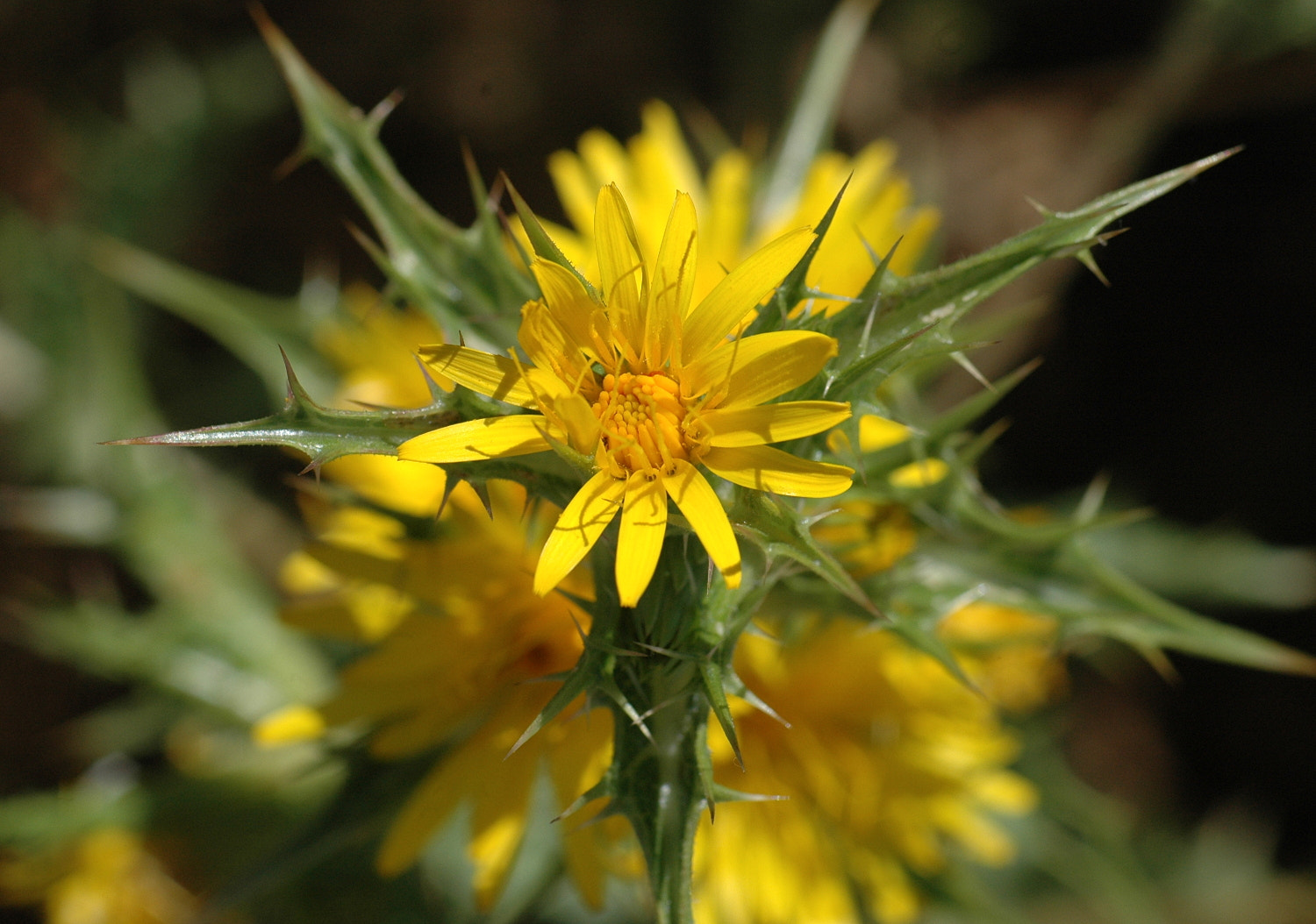 Nikon D70s + Sigma Macro 90mm F2.8 sample photo. A photography