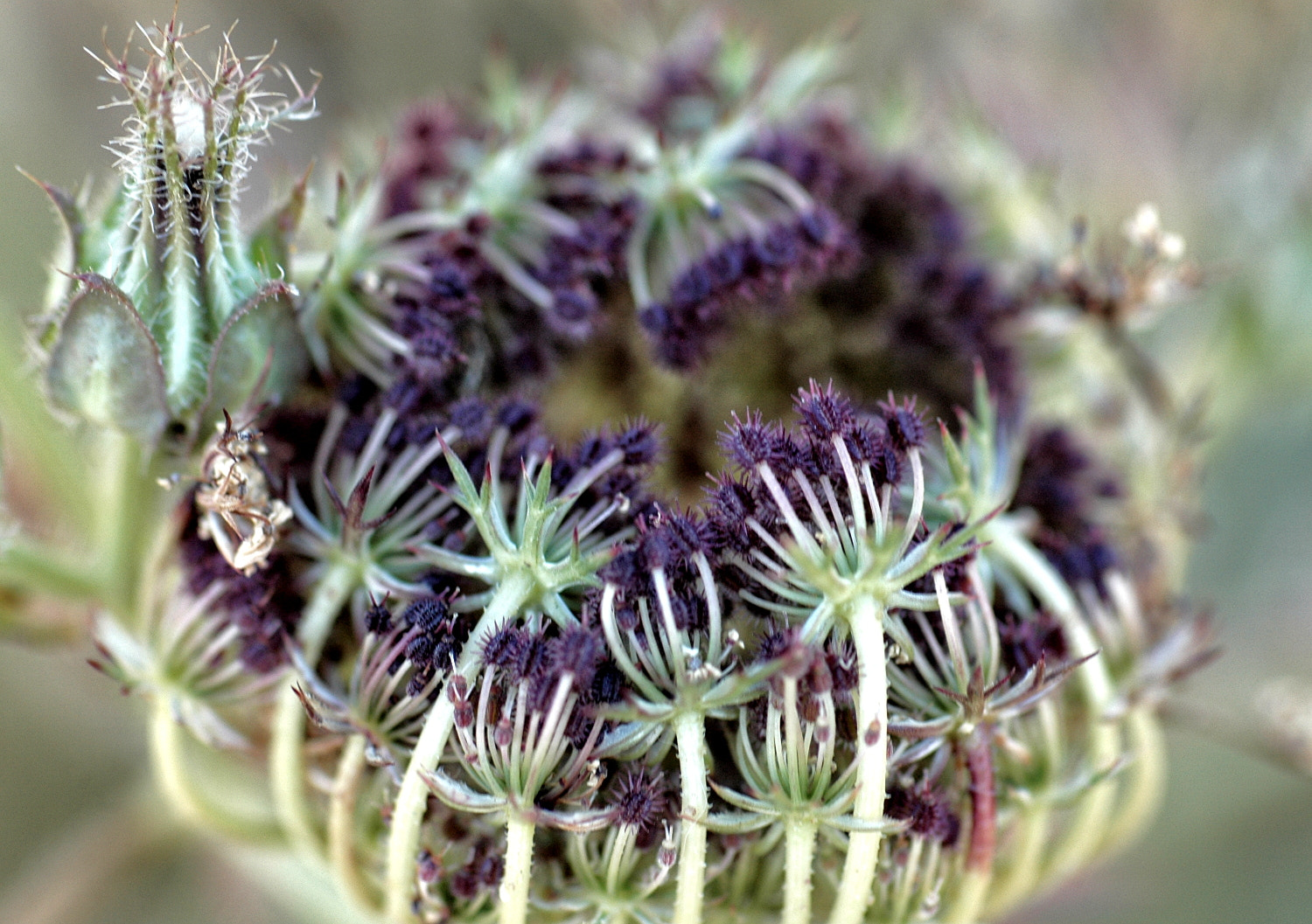 Nikon D70s + Sigma Macro 90mm F2.8 sample photo. A photography