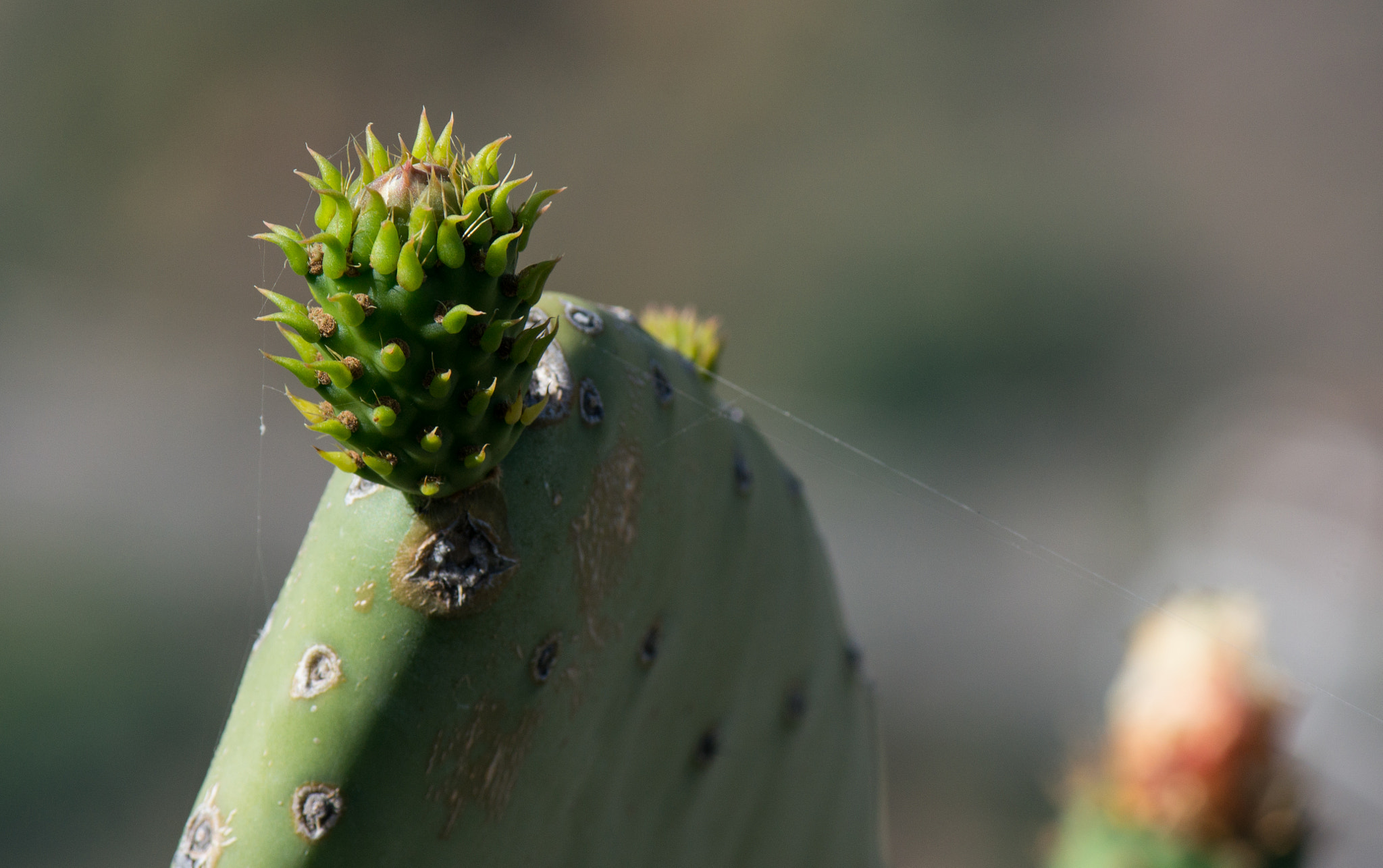 Tamron 18-270mm F3.5-6.3 Di II PZD sample photo. Cactus closeup photography