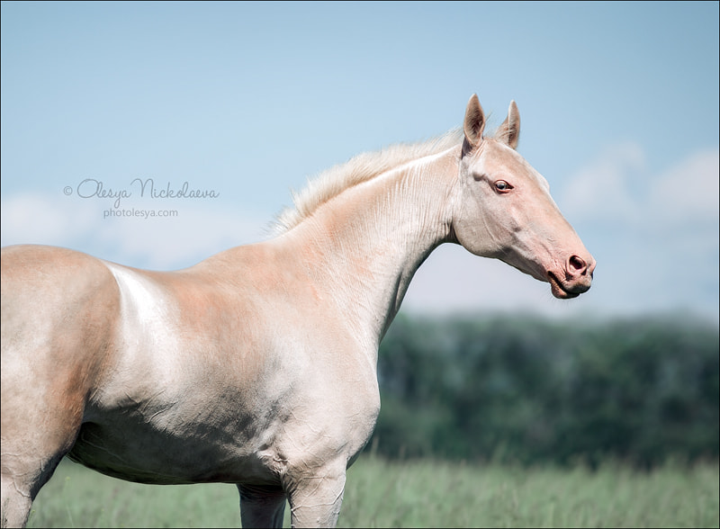 Akhal-teke by Olesya  Nickolaeva on 500px.com