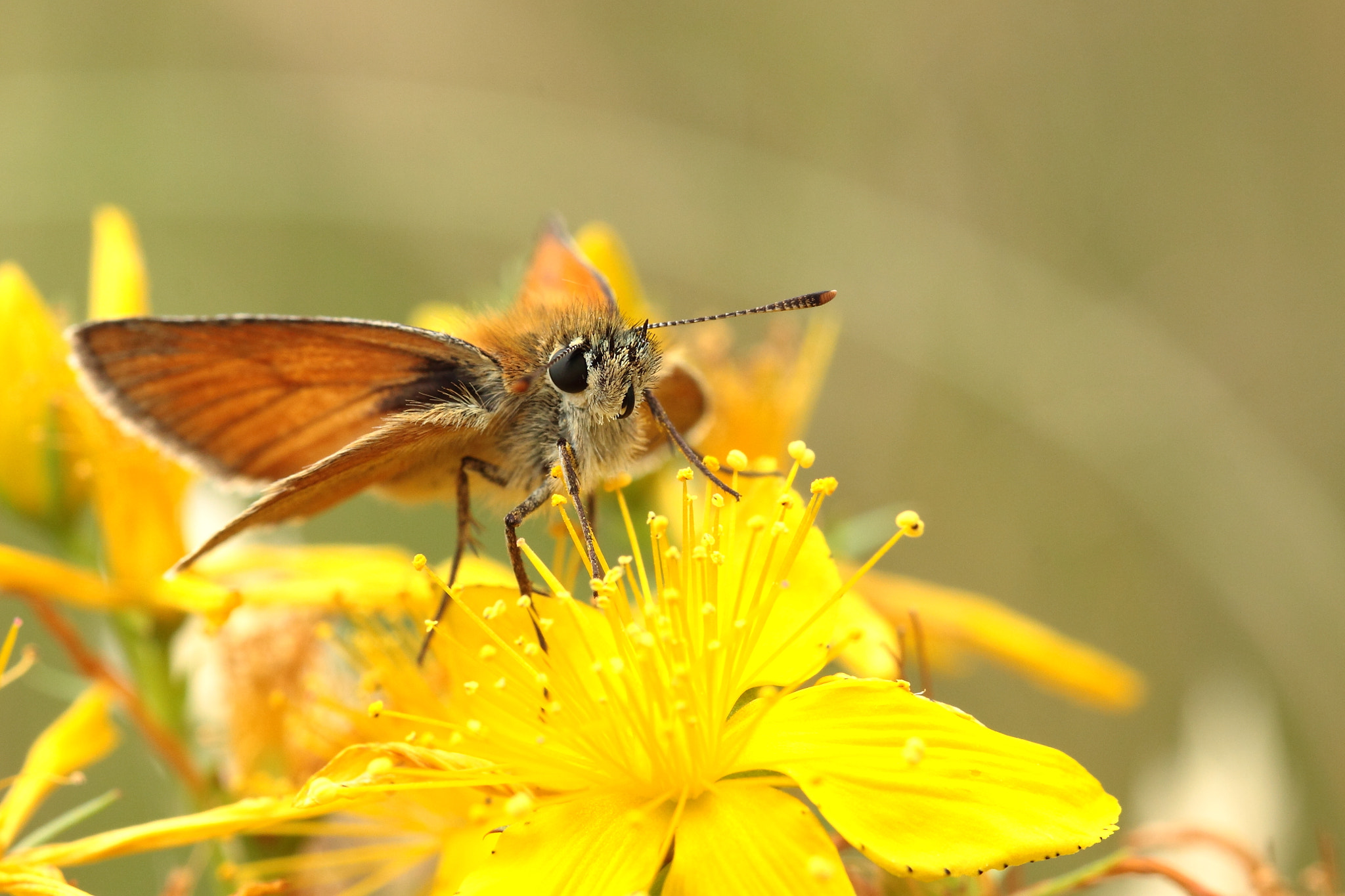 Canon EOS 50D + Canon EF 100mm F2.8L Macro IS USM sample photo. La sylvaine, the large skipper photography