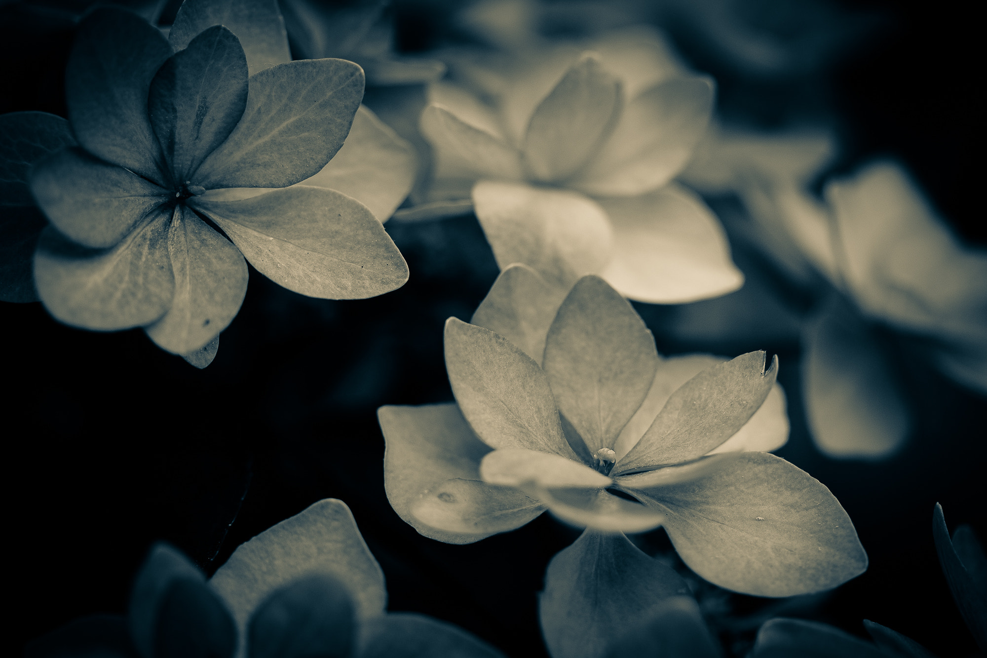 Canon EF-S 60mm F2.8 Macro USM sample photo. Sometimes paper flowers are real photography