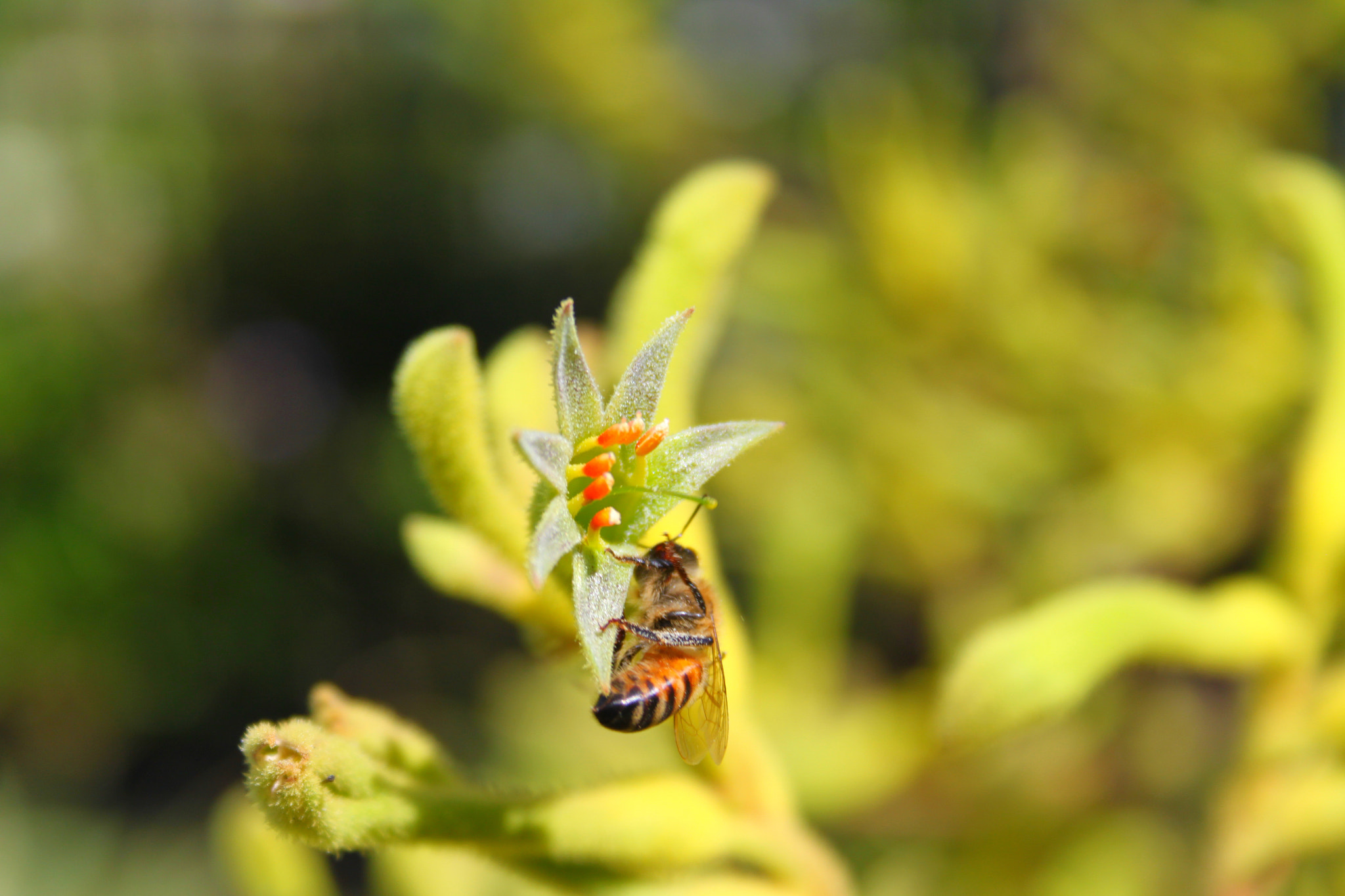 Canon EF-S 18-55mm F3.5-5.6 II sample photo. Pollination photography