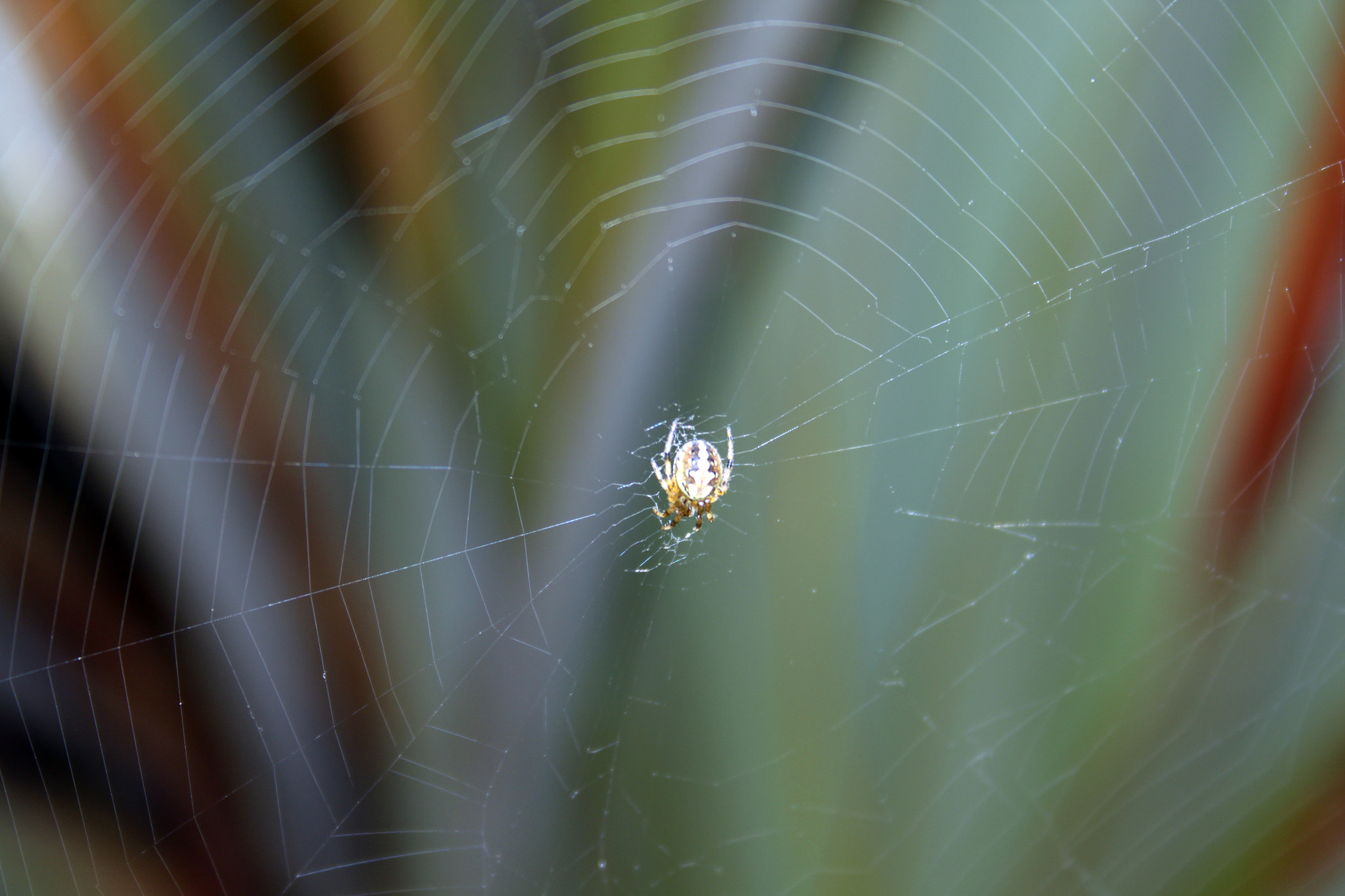 Canon EF-S 18-55mm F3.5-5.6 II sample photo. Its bitsy spider photography