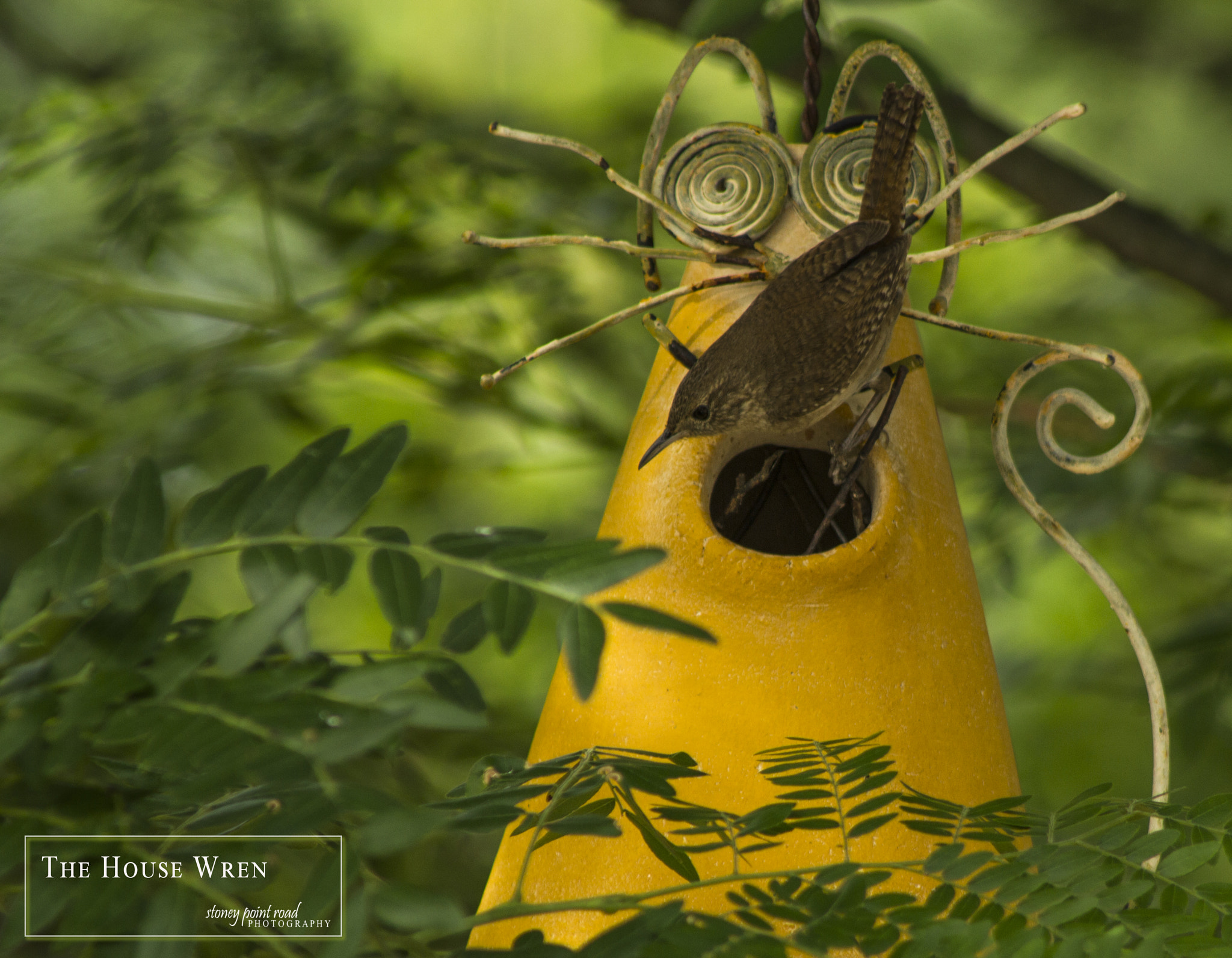 Canon EF 75-300mm f/4-5.6 USM sample photo. The house wren photography