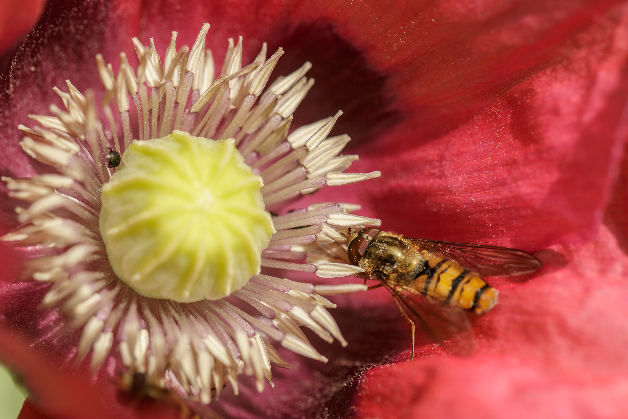 Canon EF 100mm F2.8L Macro IS USM sample photo. Colours of summer photography
