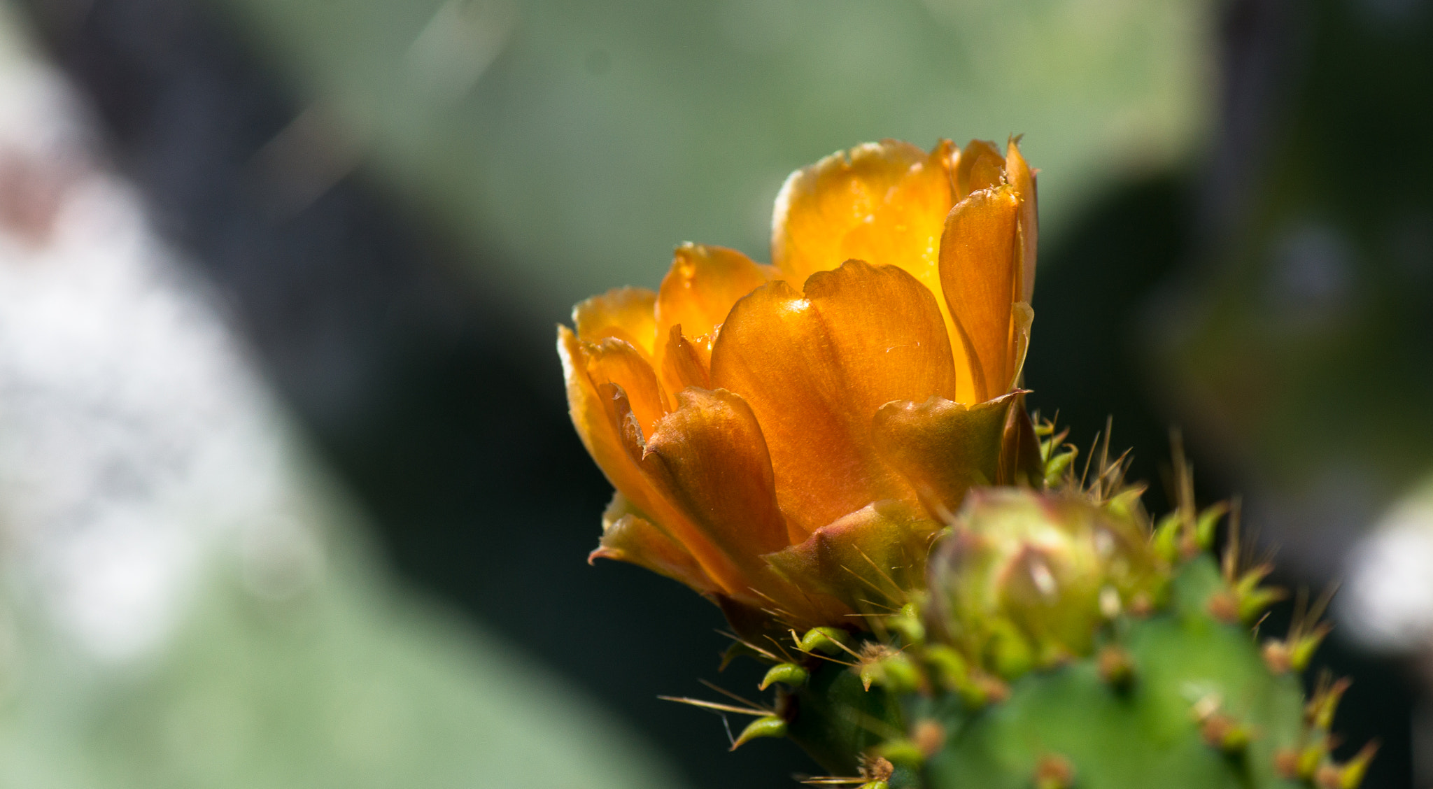 Sony Alpha NEX-6 + Tamron 18-270mm F3.5-6.3 Di II PZD sample photo. Blossoming cactus photography