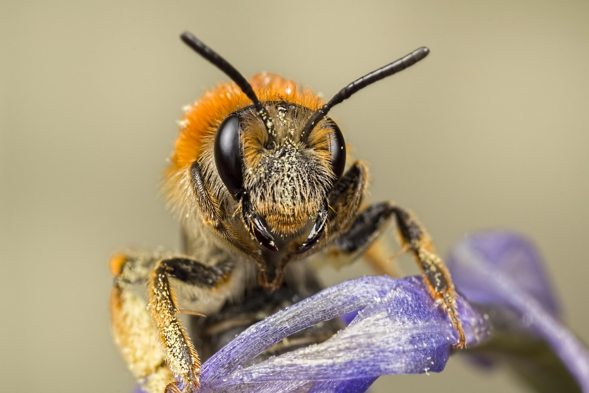 Canon EOS 760D (EOS Rebel T6s / EOS 8000D) + Canon MP-E 65mm F2.5 1-5x Macro Photo sample photo. Mining bee on bluebell photography