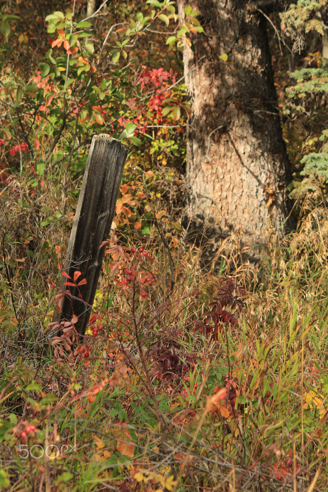 Canon EOS 650D (EOS Rebel T4i / EOS Kiss X6i) sample photo. Fence post along a country path photography