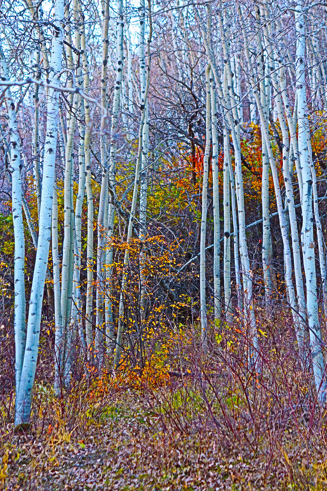 Canon EOS 650D (EOS Rebel T4i / EOS Kiss X6i) sample photo. Stand of birch trees photography