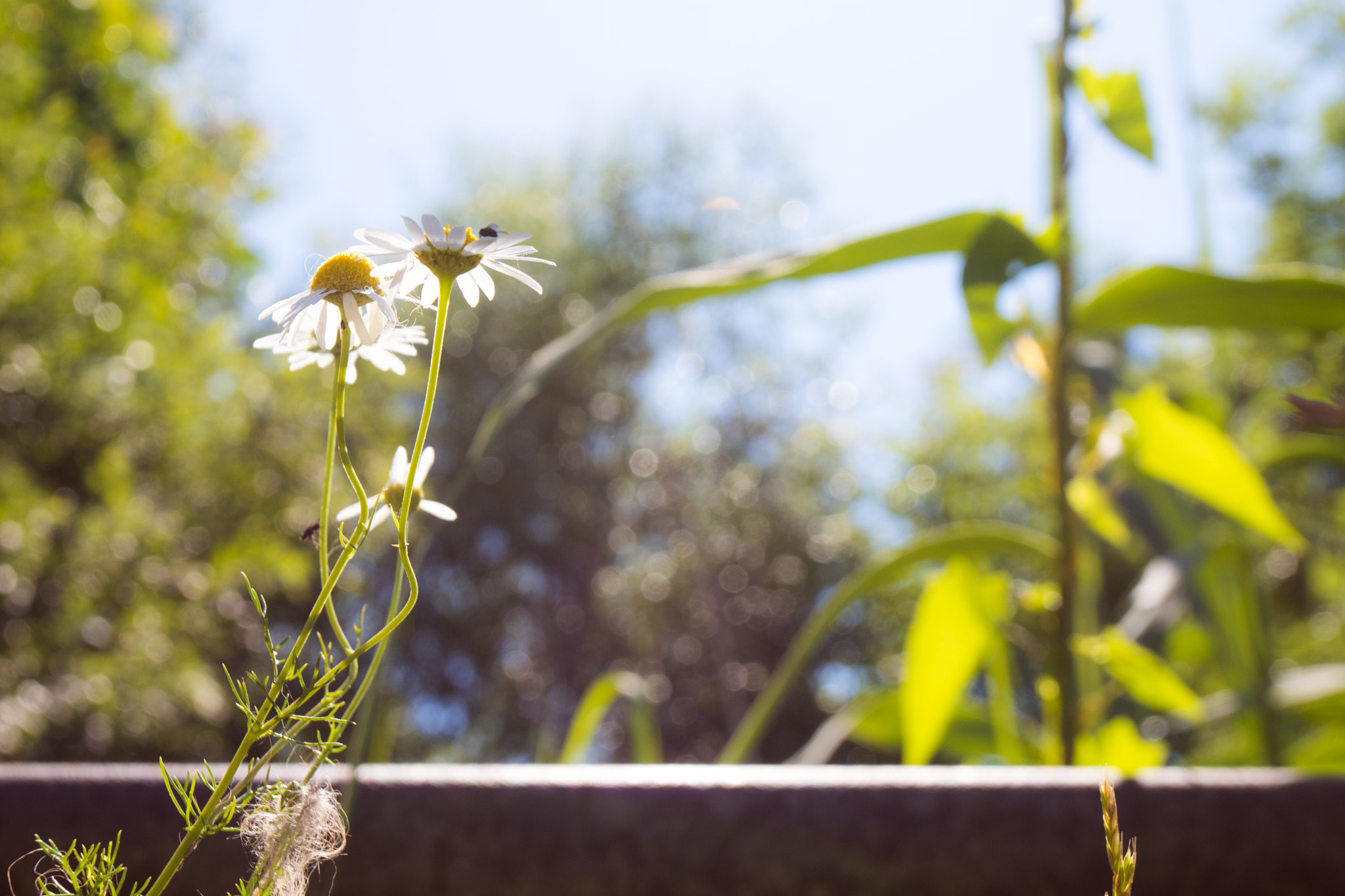 Canon EOS 750D (EOS Rebel T6i / EOS Kiss X8i) + Canon EF 17-40mm F4L USM sample photo. Flowers in the sunlight photography