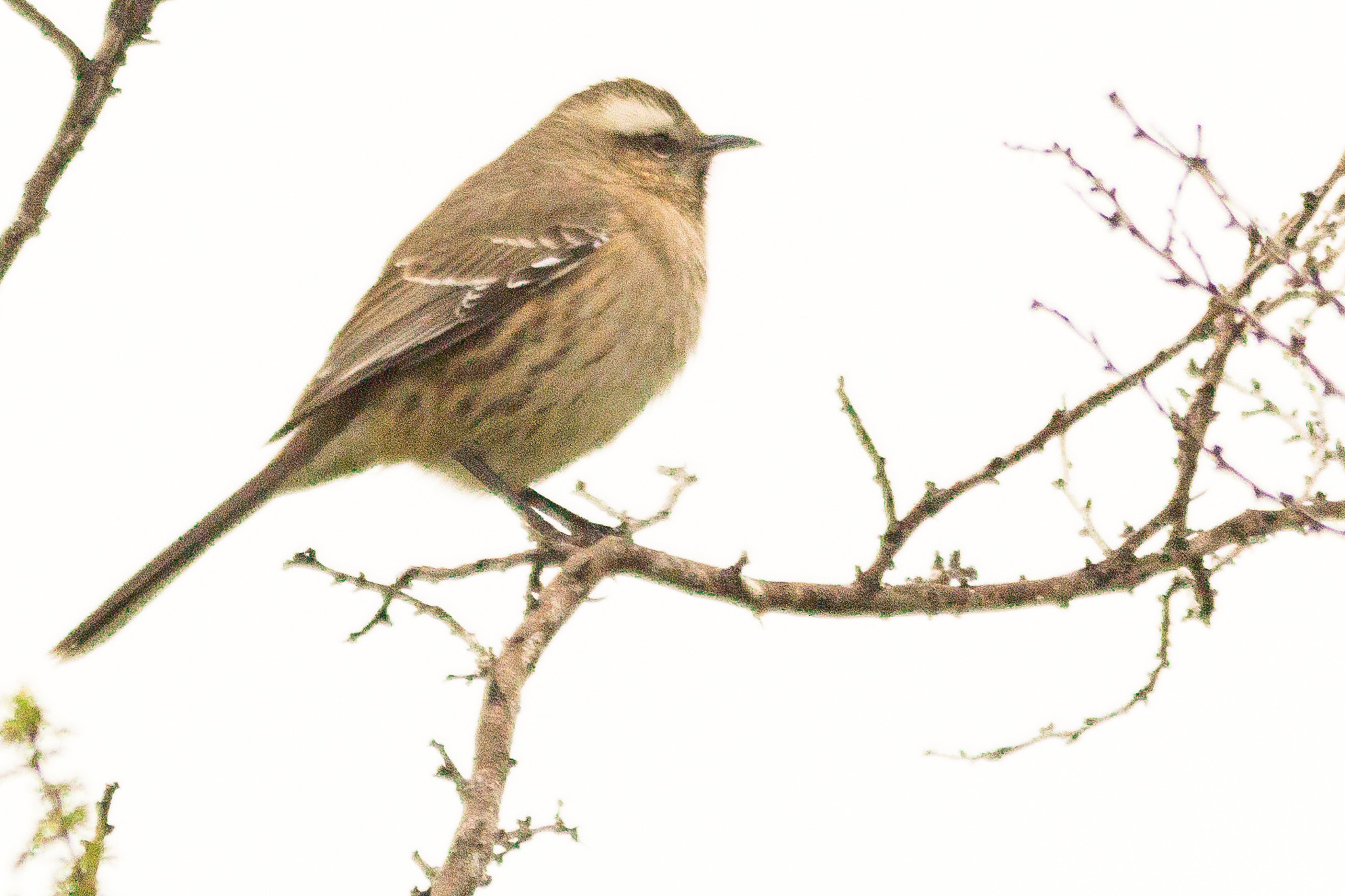 Sigma 150-500mm F5-6.3 DG OS HSM sample photo