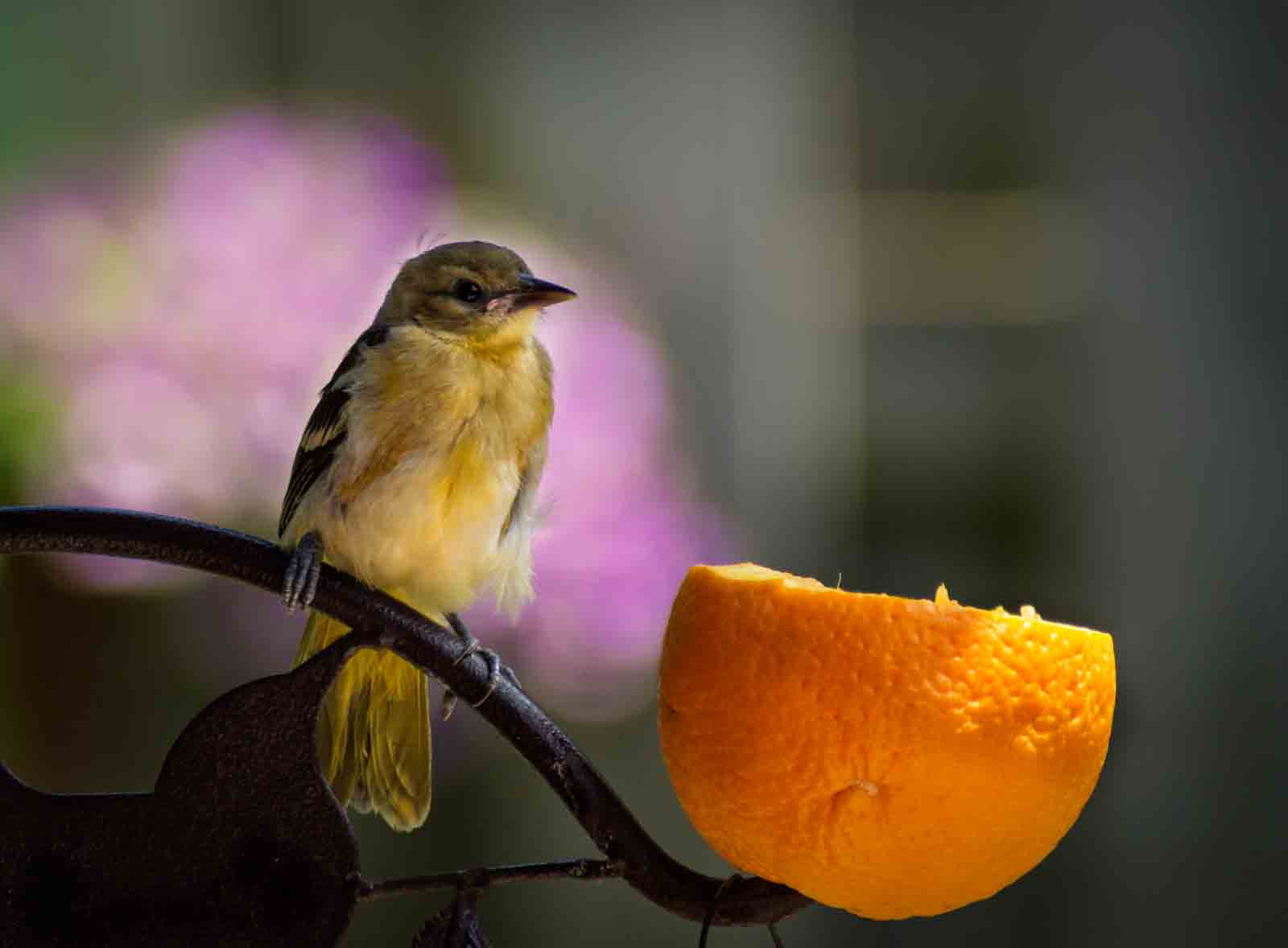 Sony Alpha DSLR-A500 sample photo. Juvenile baltimore oriole- photography