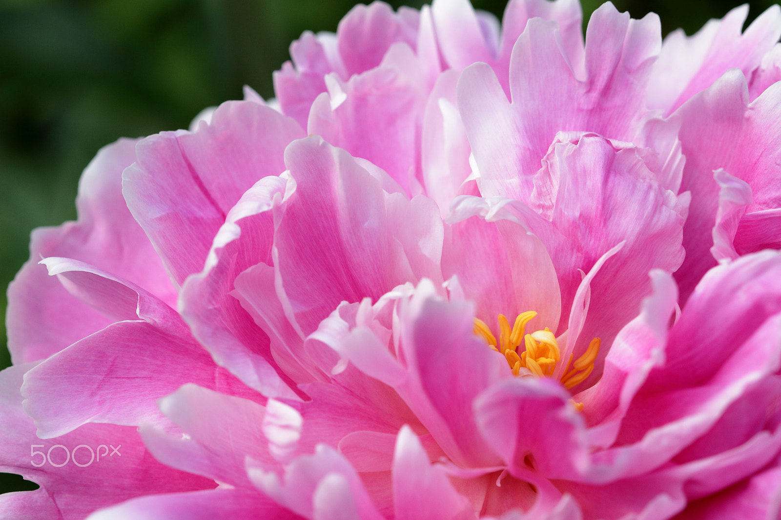 Canon EF 100mm F2.8 Macro USM sample photo. Pretty in pink photography