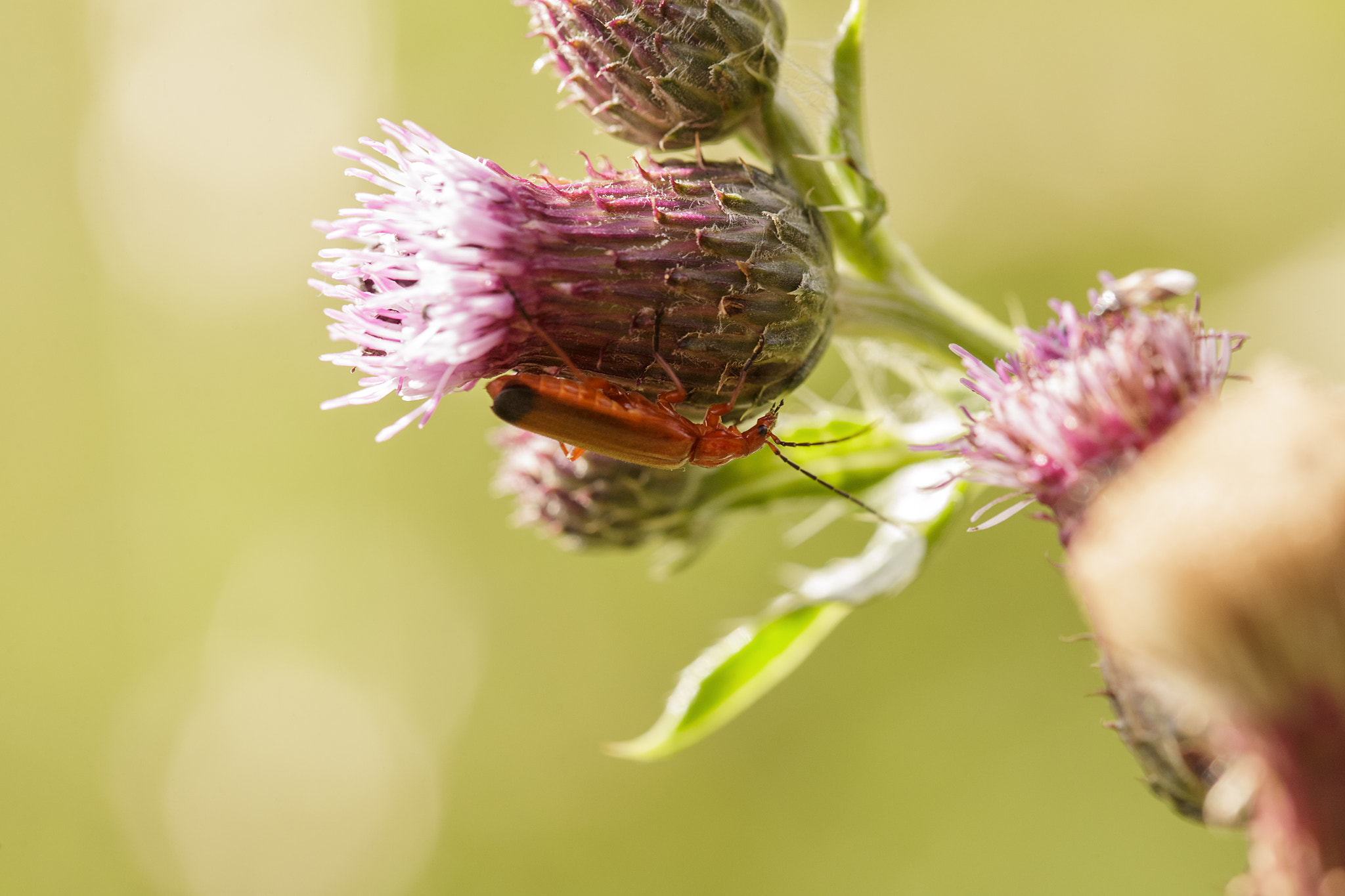 Canon EF 100mm F2.8L Macro IS USM sample photo. Hiding from the sun photography