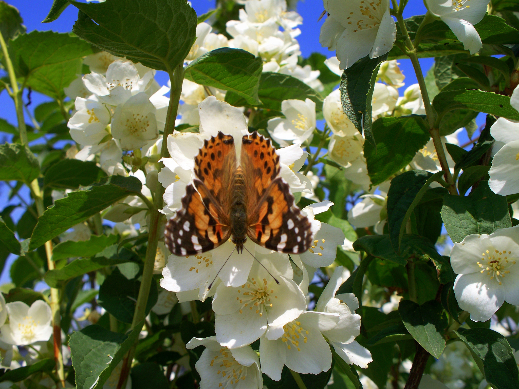 Kodak Z1275 ZOOM DIGITAL CAMERA sample photo. Butterfly photography