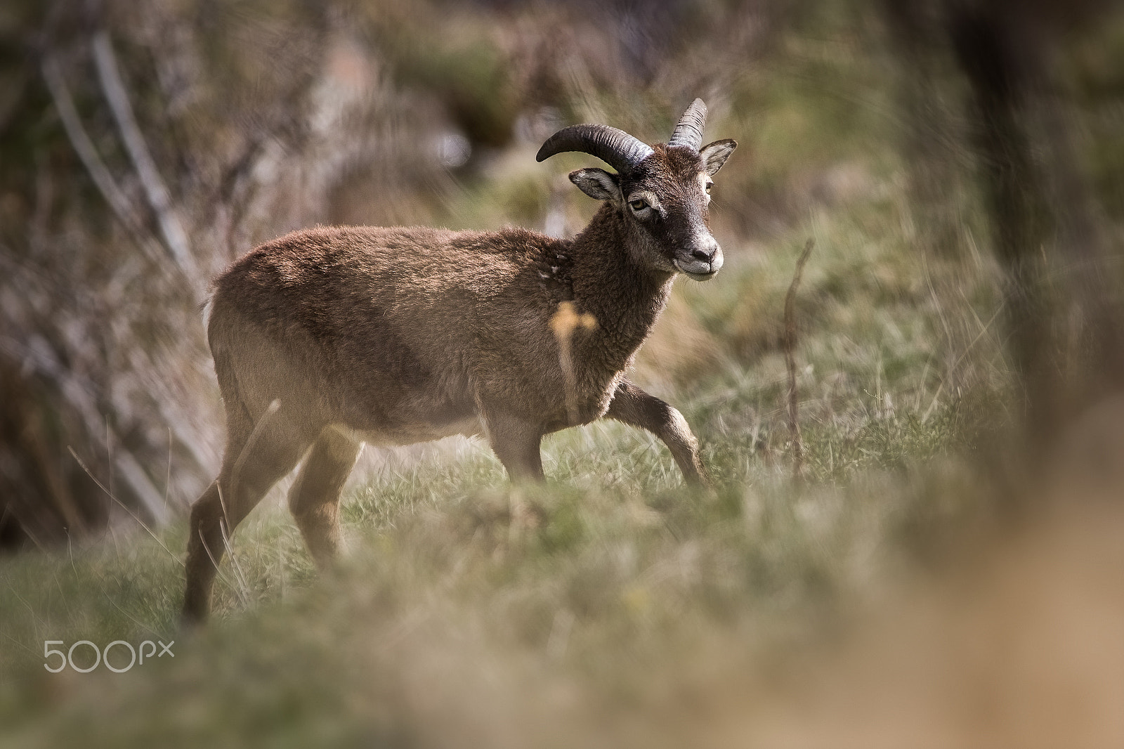 Canon EF 300mm f/2.8L + 1.4x sample photo. Mouflon sansa photography