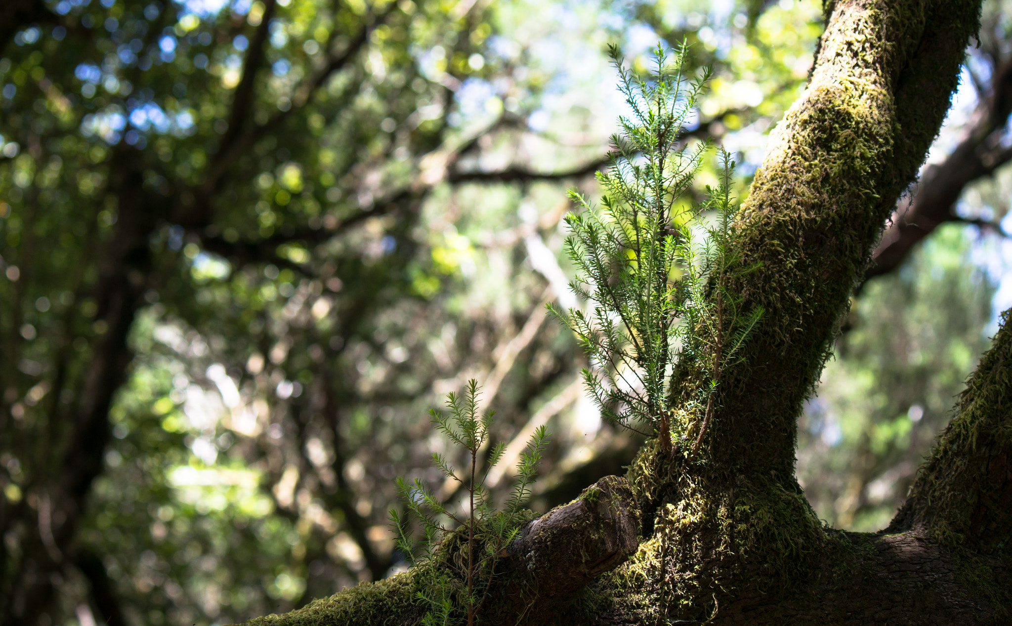 Tamron 18-270mm F3.5-6.3 Di II PZD sample photo. Tree upon tree photography