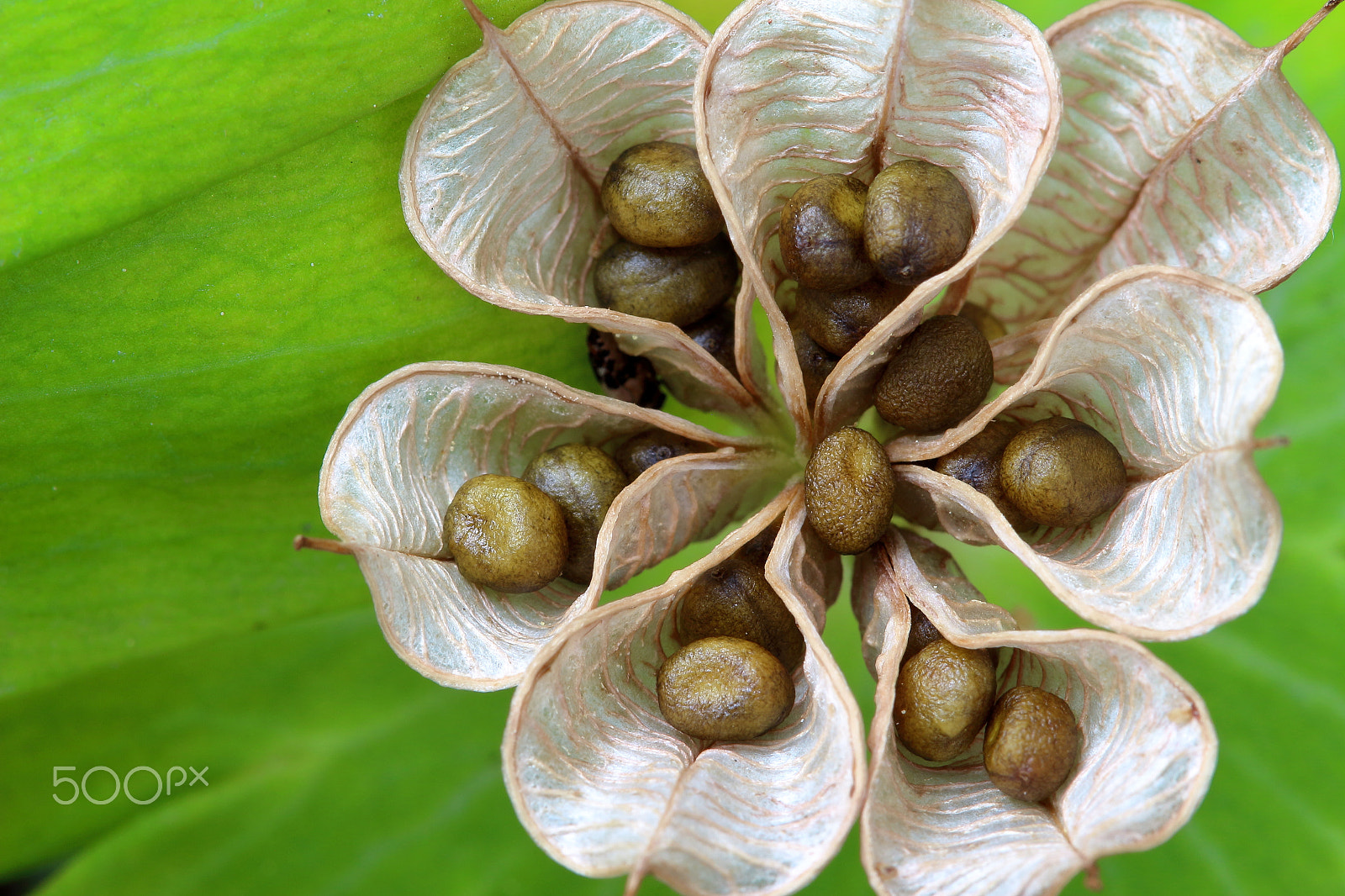 Canon EF 100mm F2.8 Macro USM sample photo. Aconite seedpod photography