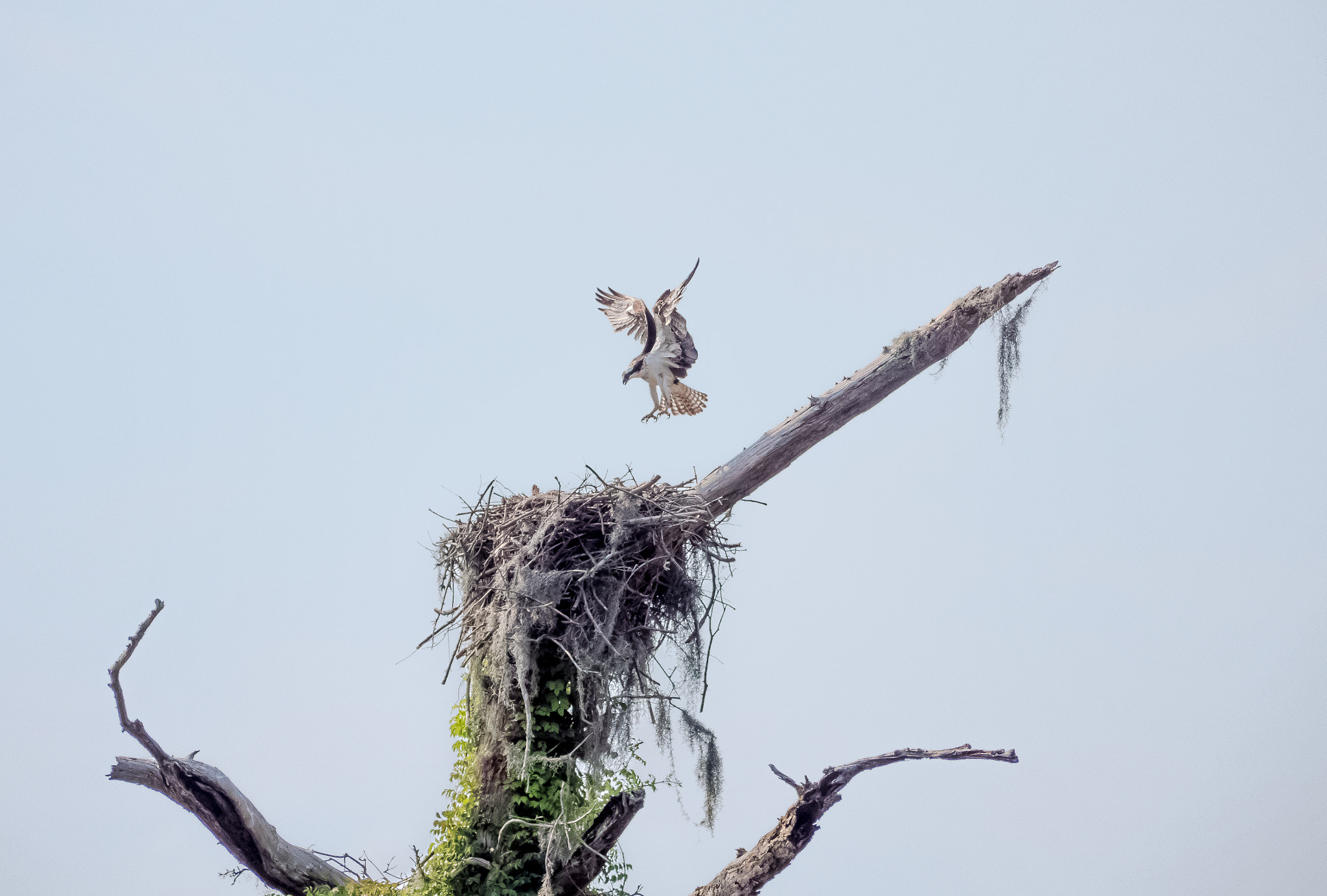 Panasonic Lumix G Vario 45-200mm F4-5.6 OIS sample photo. Landing gear out photography