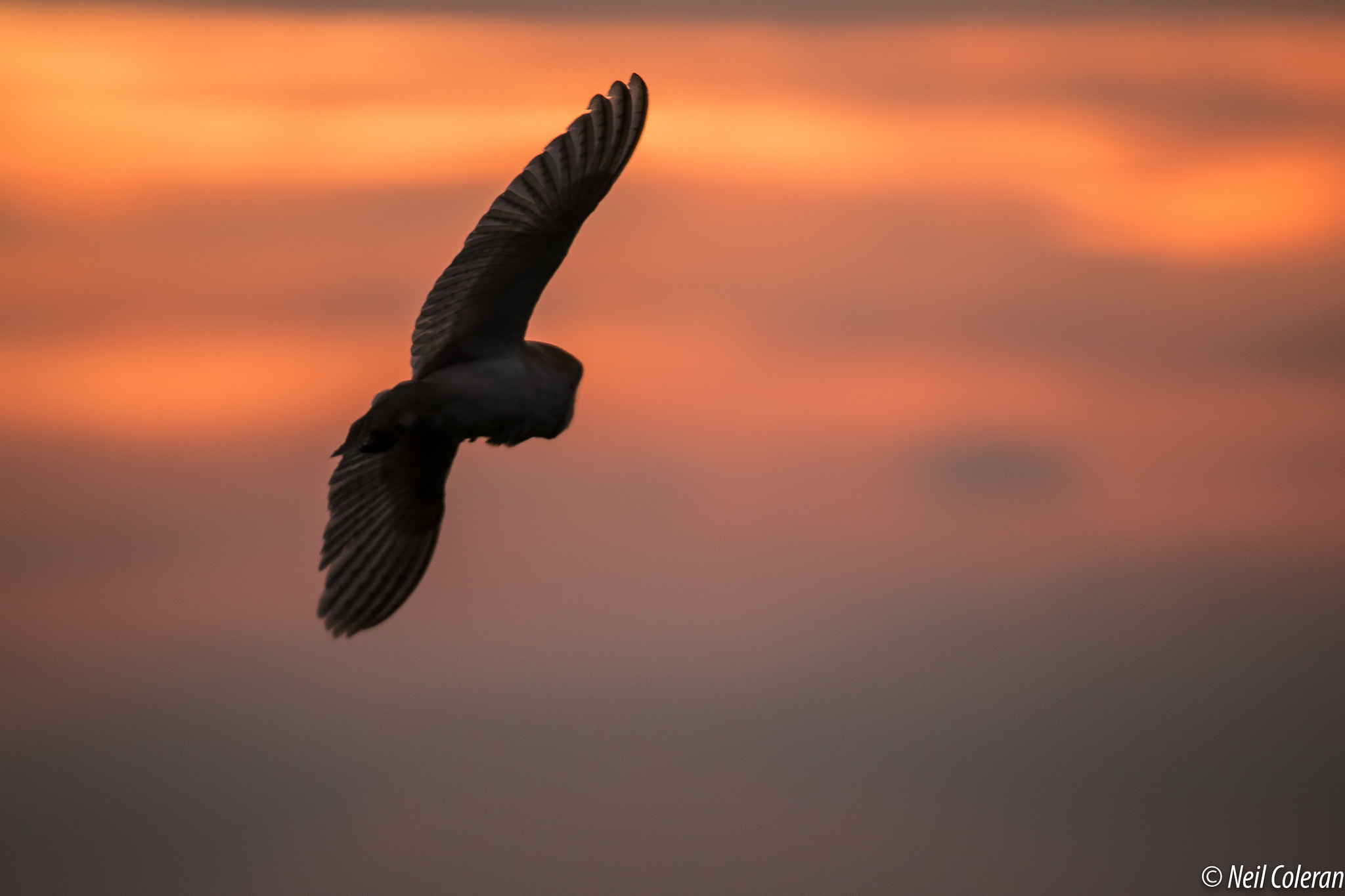 150-600mm F5-6.3 DG OS HSM | Sports 014 sample photo. Into the sunset photography