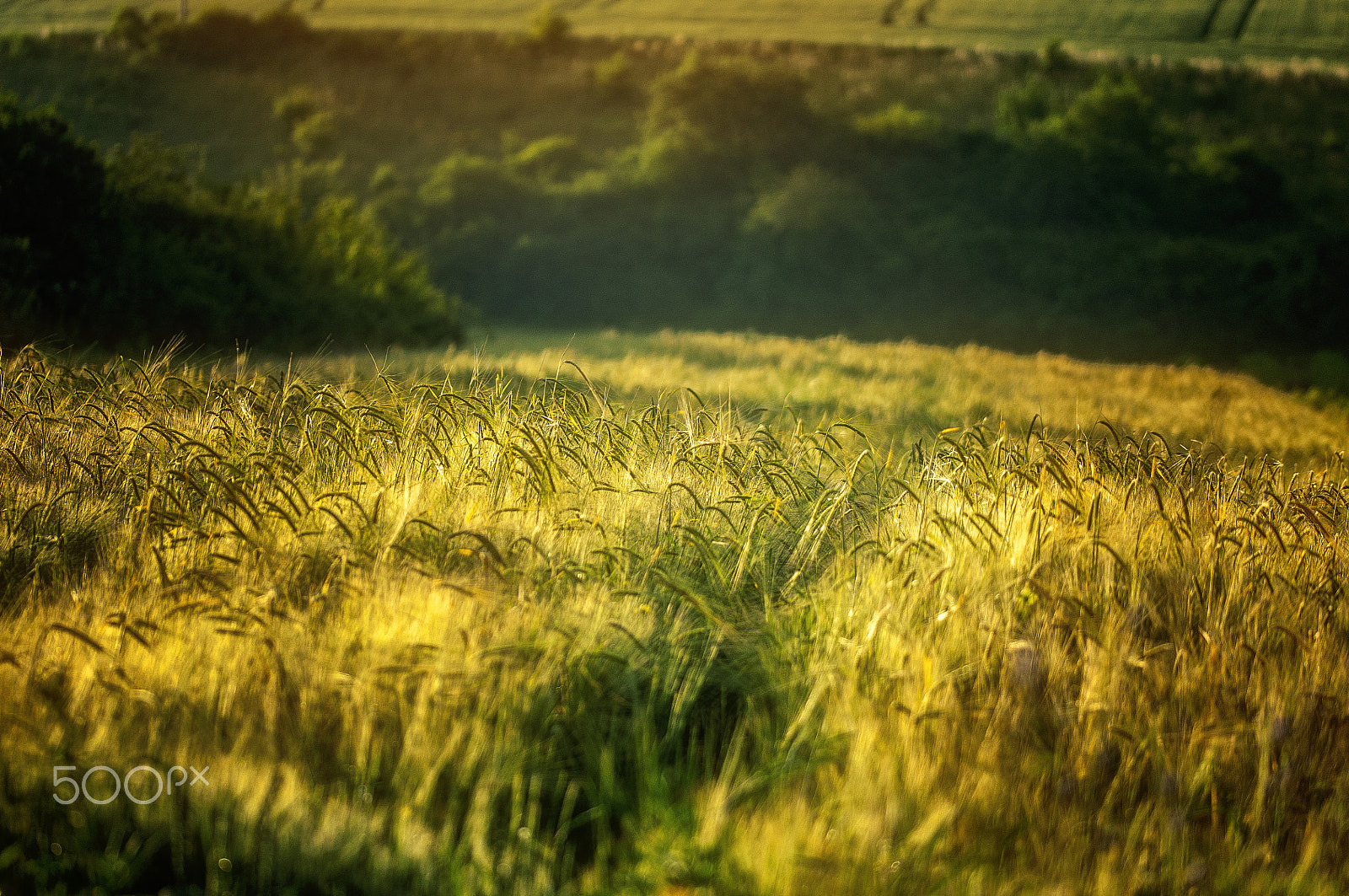 Sigma 105mm F2.8 EX DG OS HSM sample photo. Among the fields of gold,,, photography