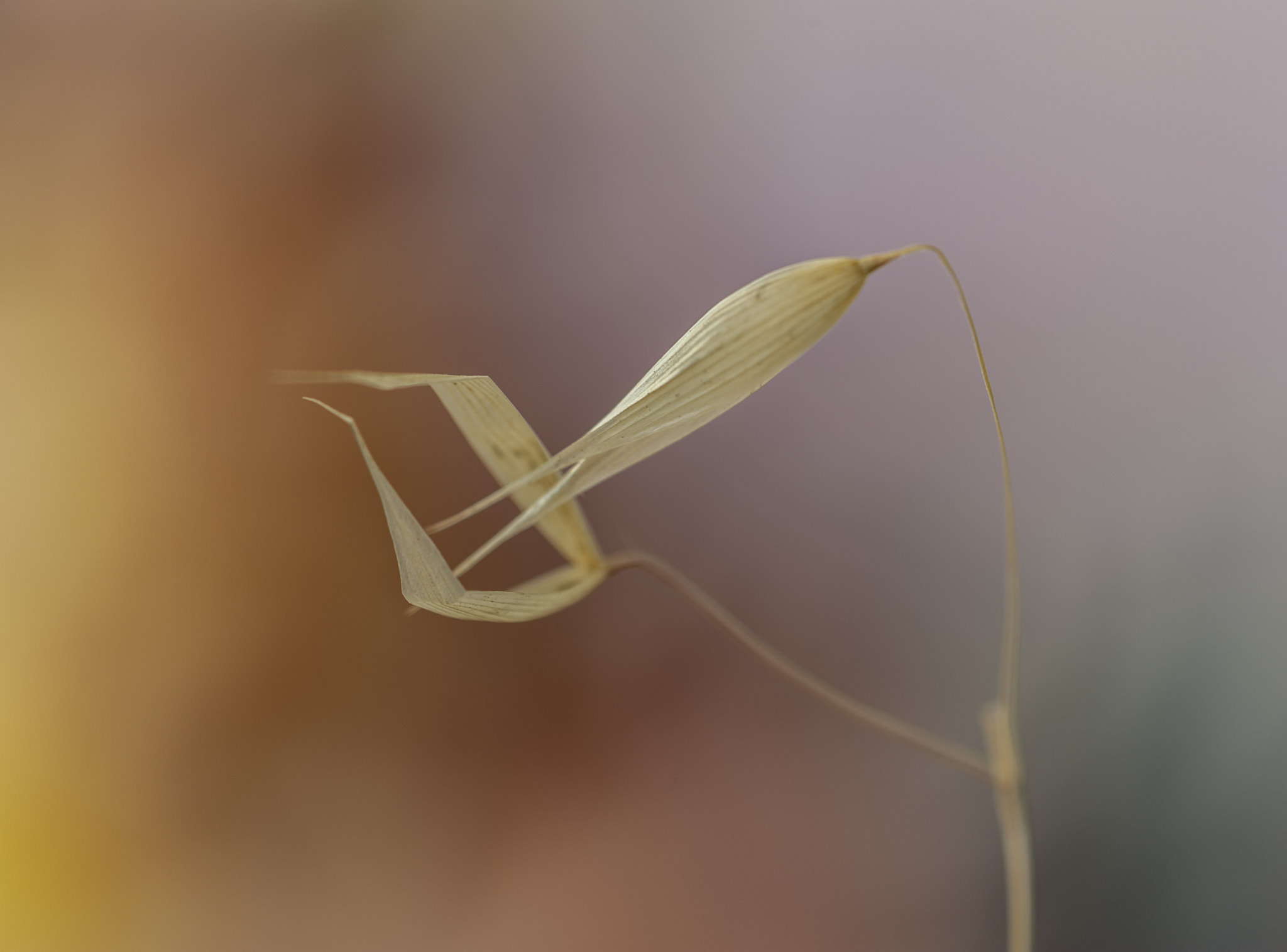 Sigma APO Macro 180mm F3.5 EX DG HSM sample photo. La parejita photography