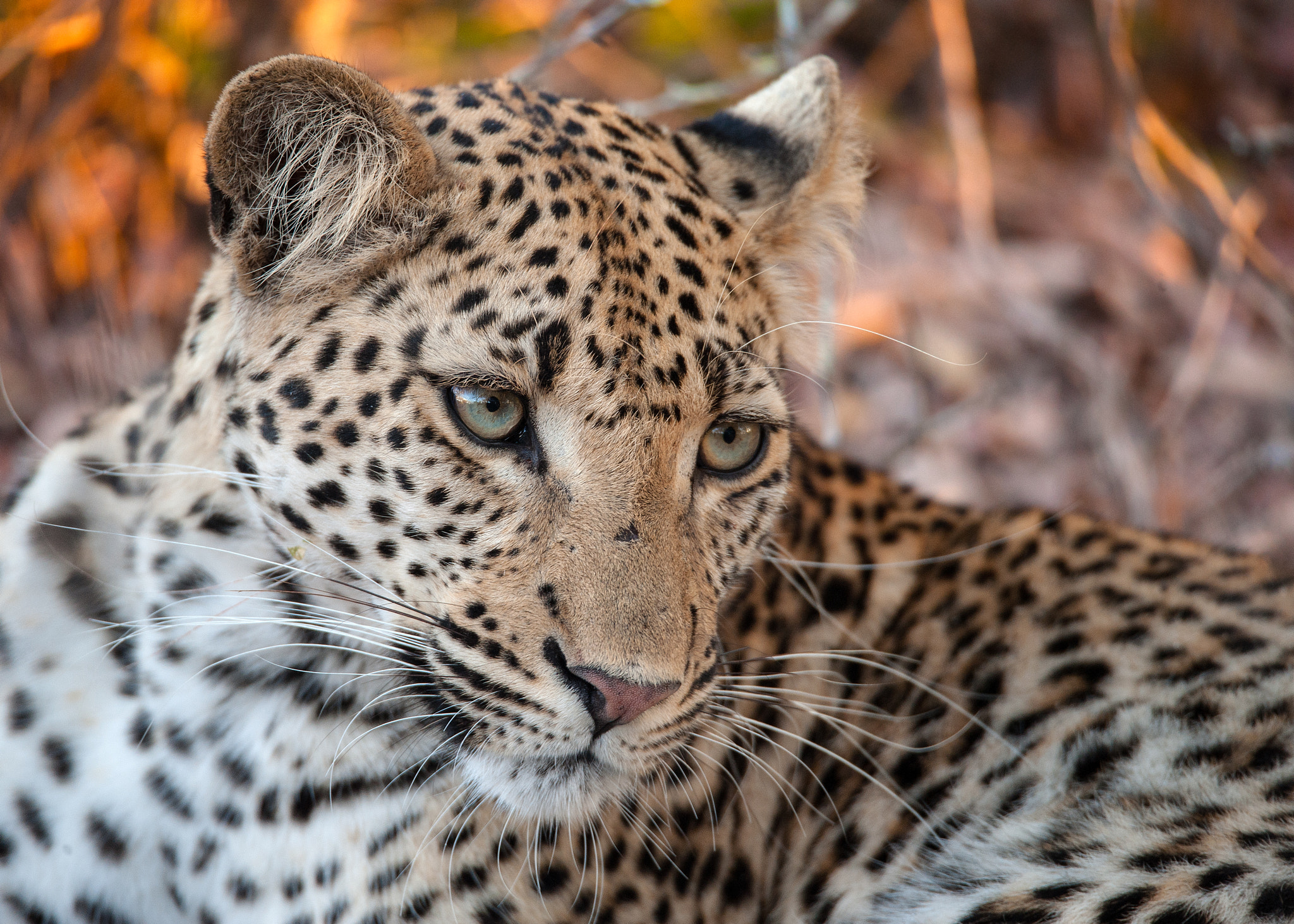 Sigma 150-600mm F5-6.3 DG OS HSM | S sample photo. Cat in colour photography