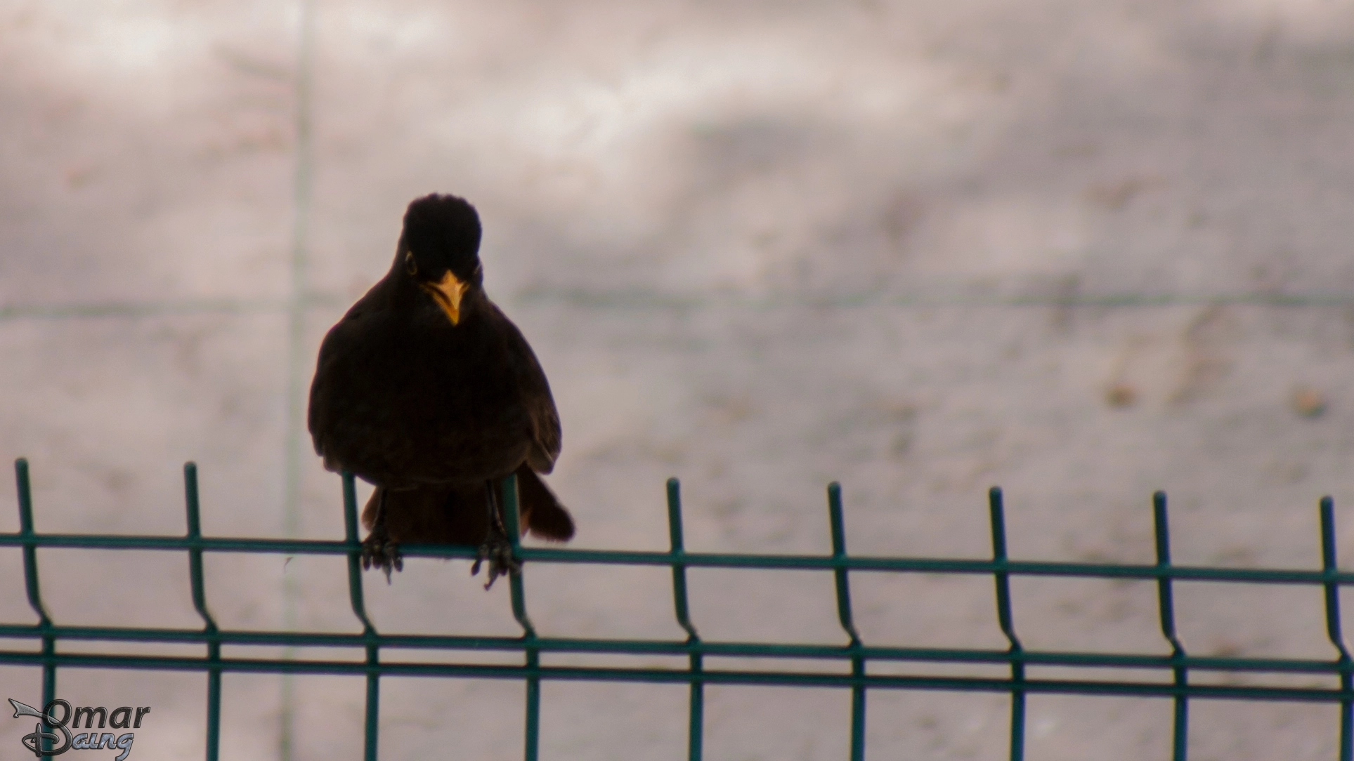 smc PENTAX-FA 80-320mm F4.5-5.6 sample photo. Turdus merula - common blackbird - karatavuk - 4 photography