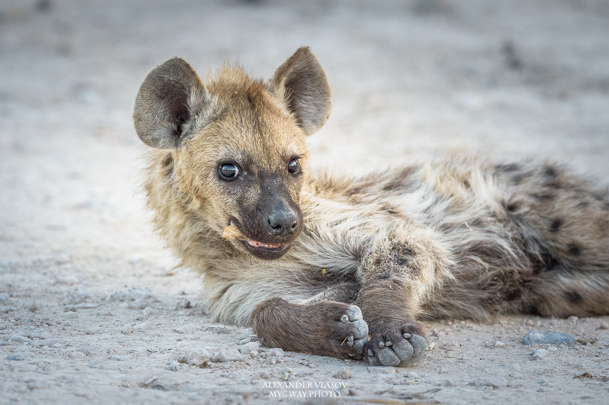 Nikon AF-S Nikkor 500mm F4E FL ED VR sample photo. Spotted hyena cub photography