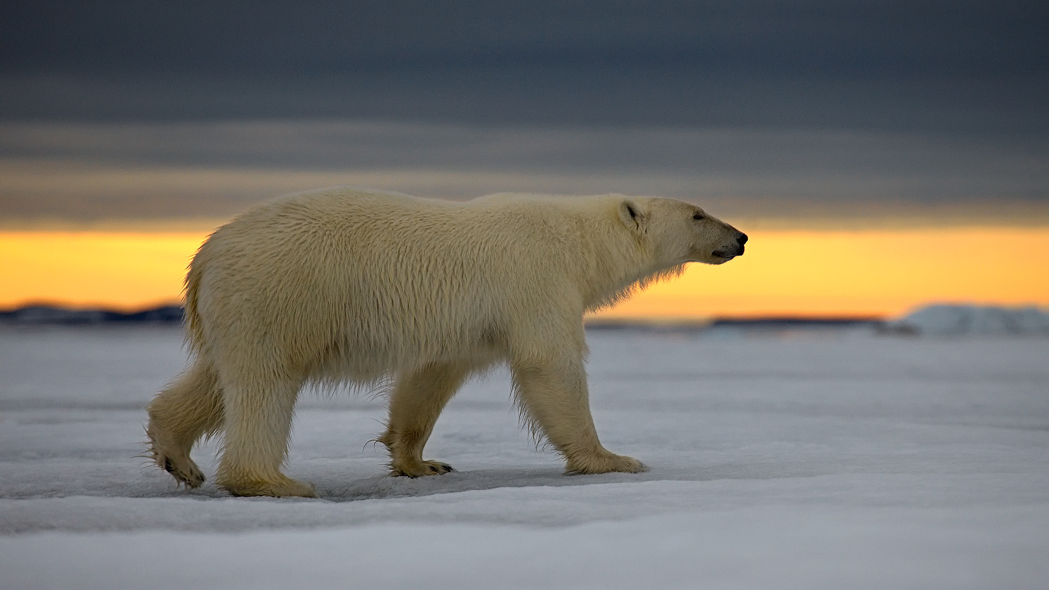 100.0 - 400.0 mm sample photo. Polar bear photography