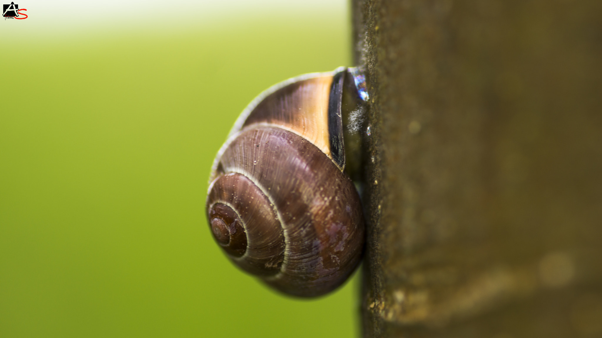 Sony SLT-A77 + Minolta AF 100mm F2.8 Macro [New] sample photo. Still climbing... photography