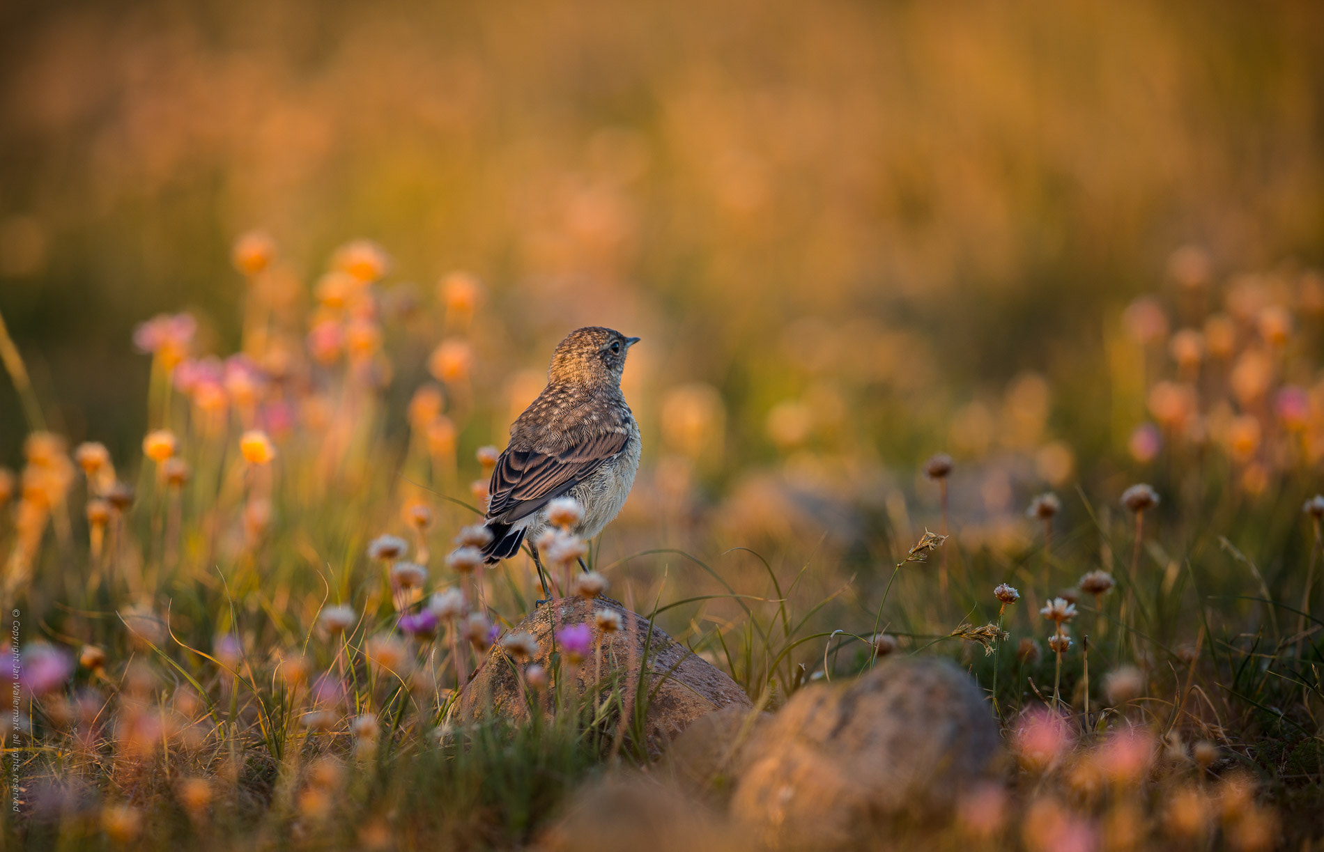 Nikon AF-S Nikkor 400mm F2.8E FL ED VR sample photo. A summer evening photography
