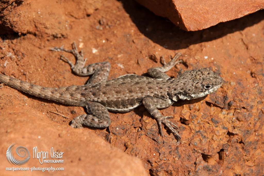 Canon EOS 400D (EOS Digital Rebel XTi / EOS Kiss Digital X) sample photo. Lizard warming up in the sun. photography