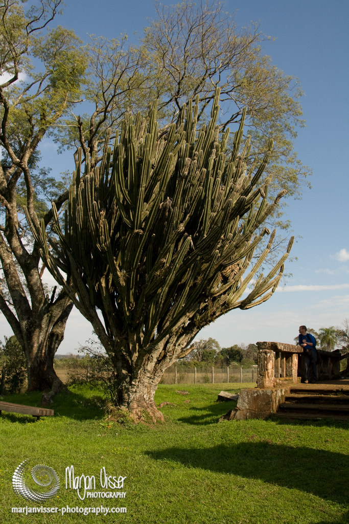Canon EOS 400D (EOS Digital Rebel XTi / EOS Kiss Digital X) sample photo. Cactus tree - san ignacio, argentina photography