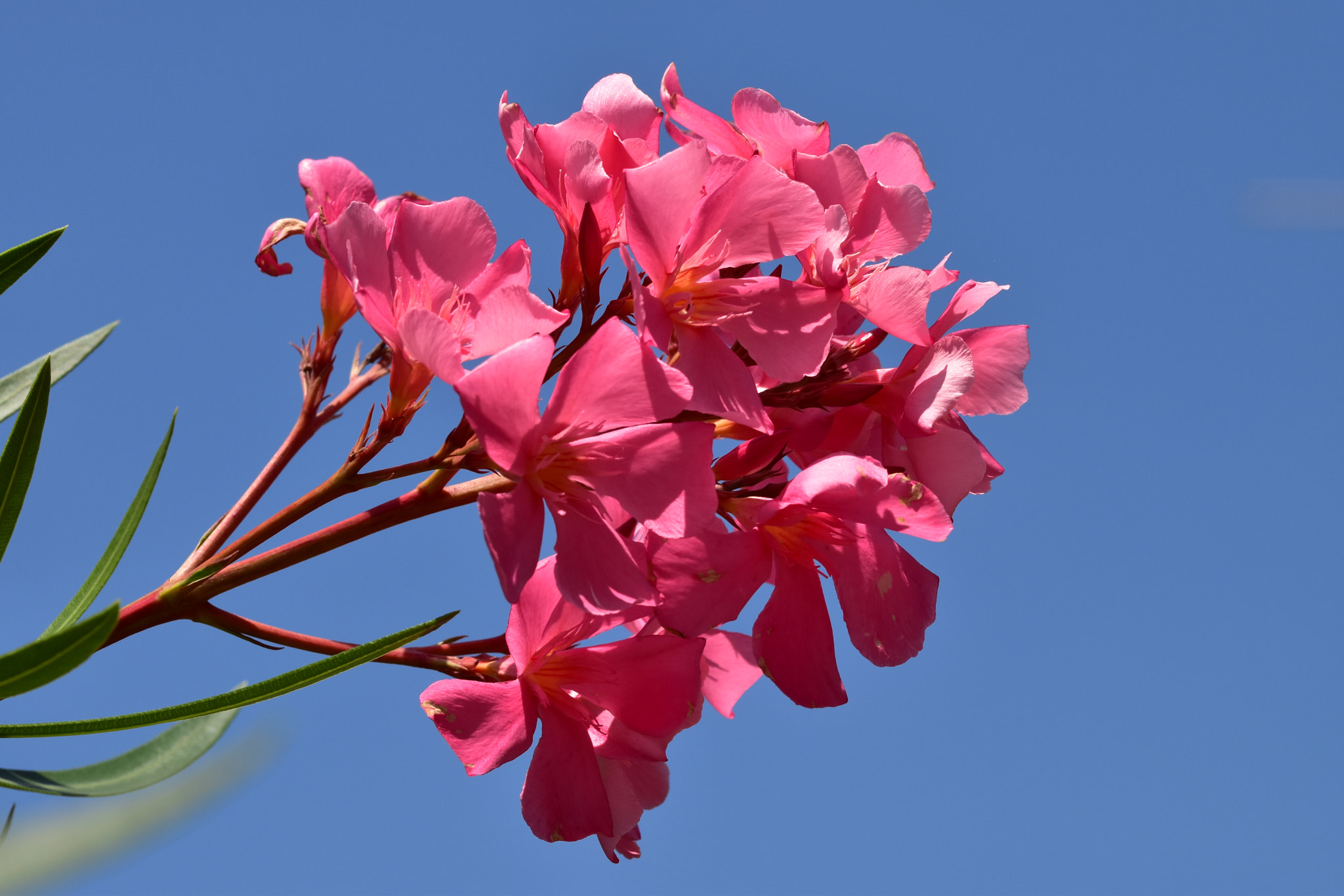 Sigma 105mm F2.8 EX DG OS HSM sample photo. Pink oleander photography
