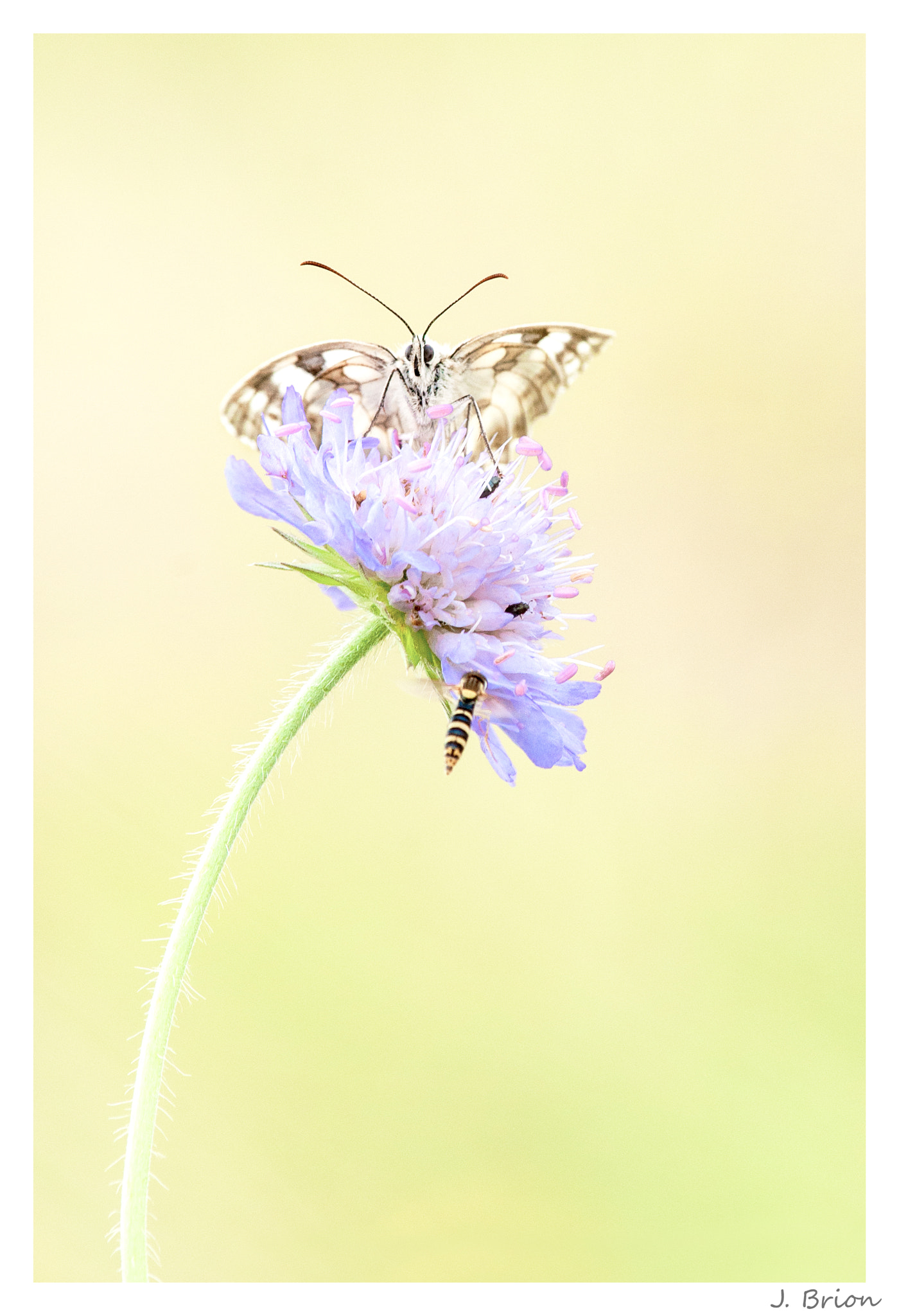 Nikon D90 + Nikon AF-S Nikkor 300mm F4D ED-IF sample photo. Hum nectar de knautie photography