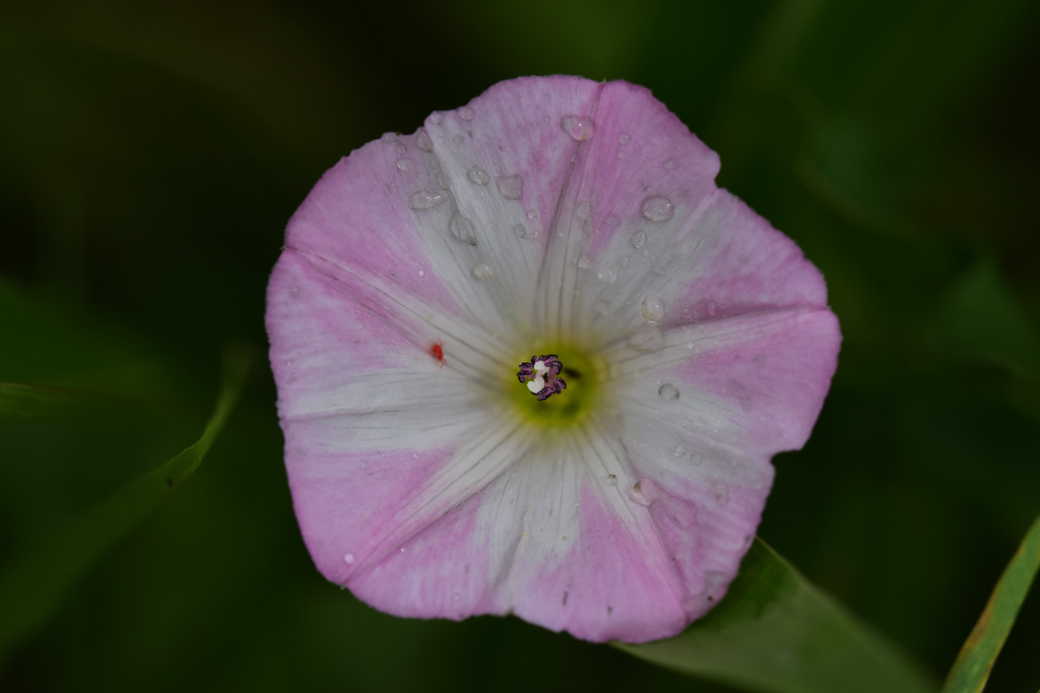 Sigma 105mm F2.8 EX DG OS HSM sample photo. Raindrops keep falling on my head photography