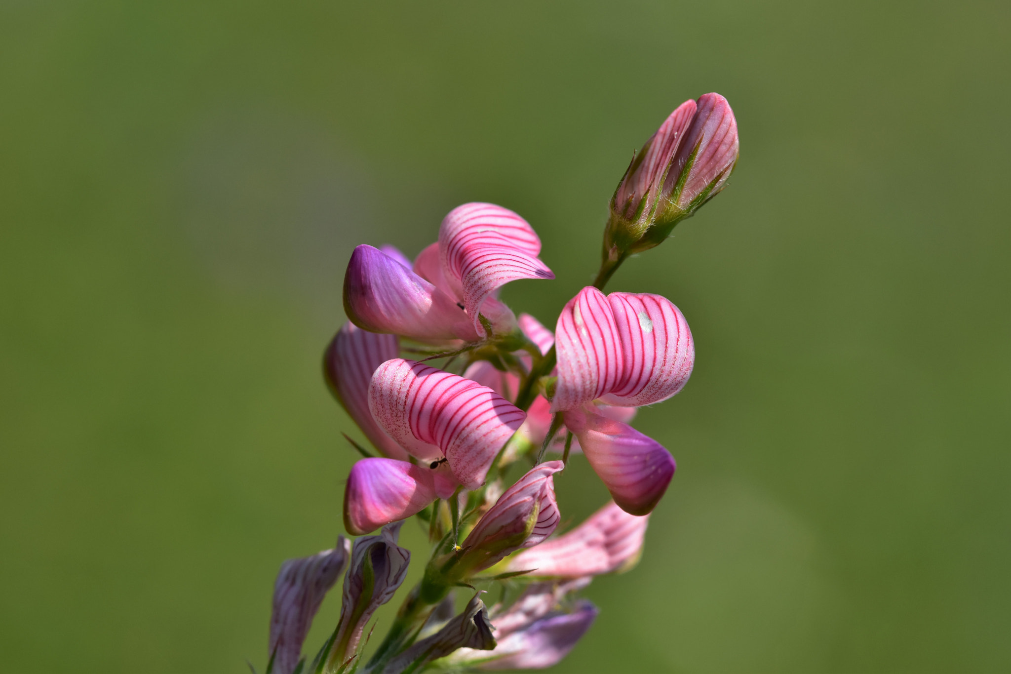 Sigma 105mm F2.8 EX DG OS HSM sample photo. Striped pink flower photography