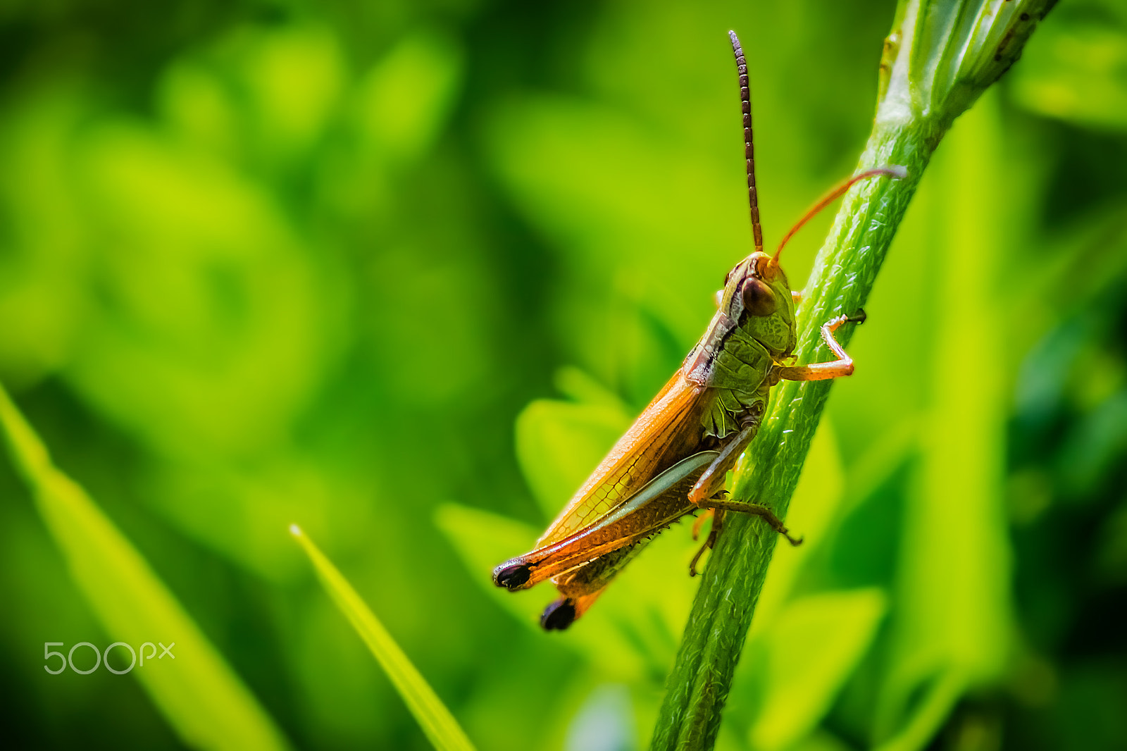 Canon EOS 80D + Canon EF 100mm F2.8 Macro USM sample photo. Grasshopper photography