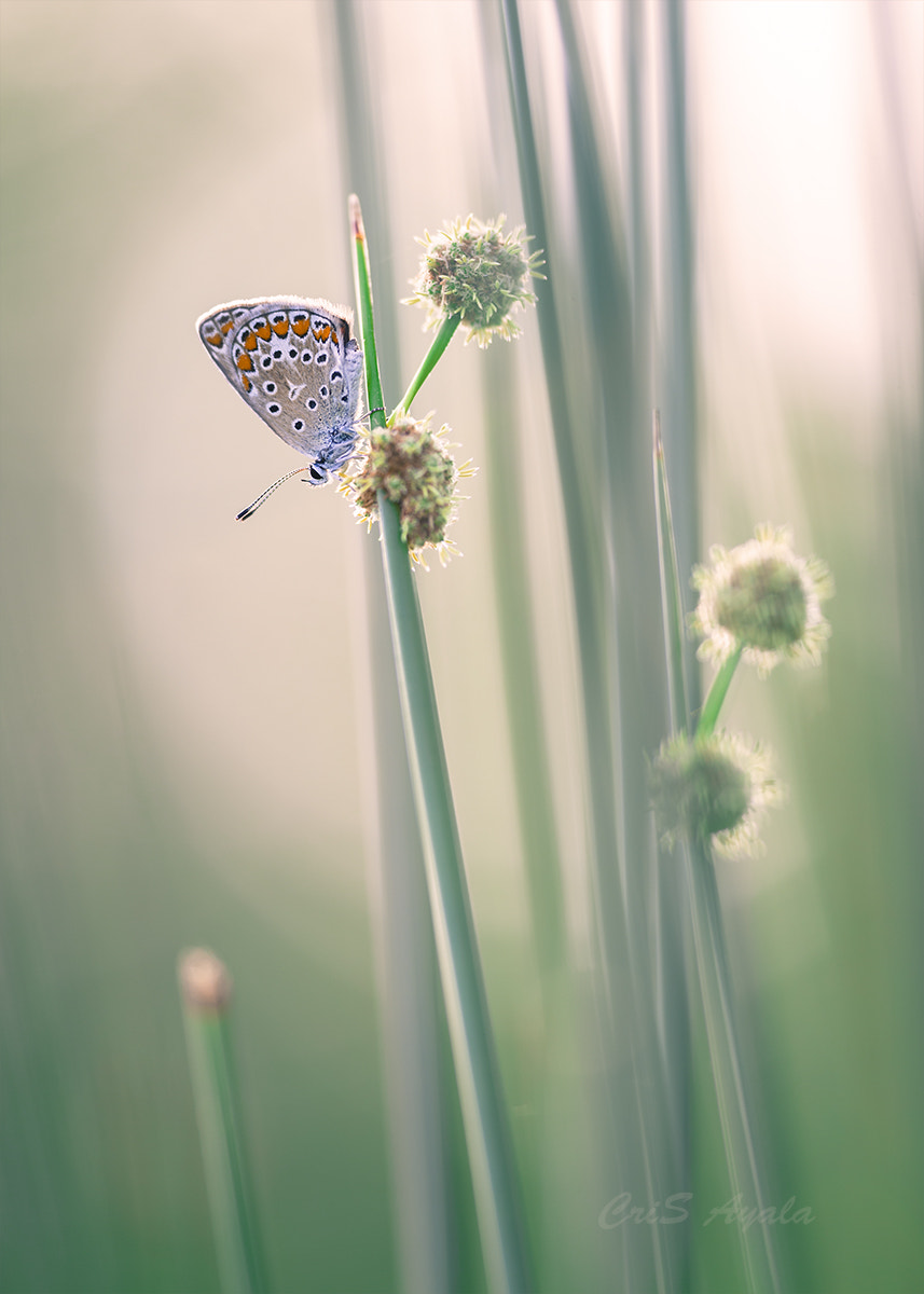 Nikon D4 sample photo. Tenderness photography