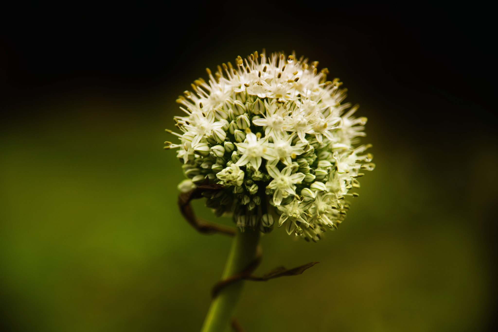 Sigma 70-200mm F2.8 EX DG Macro HSM II sample photo. Blooming onion photography