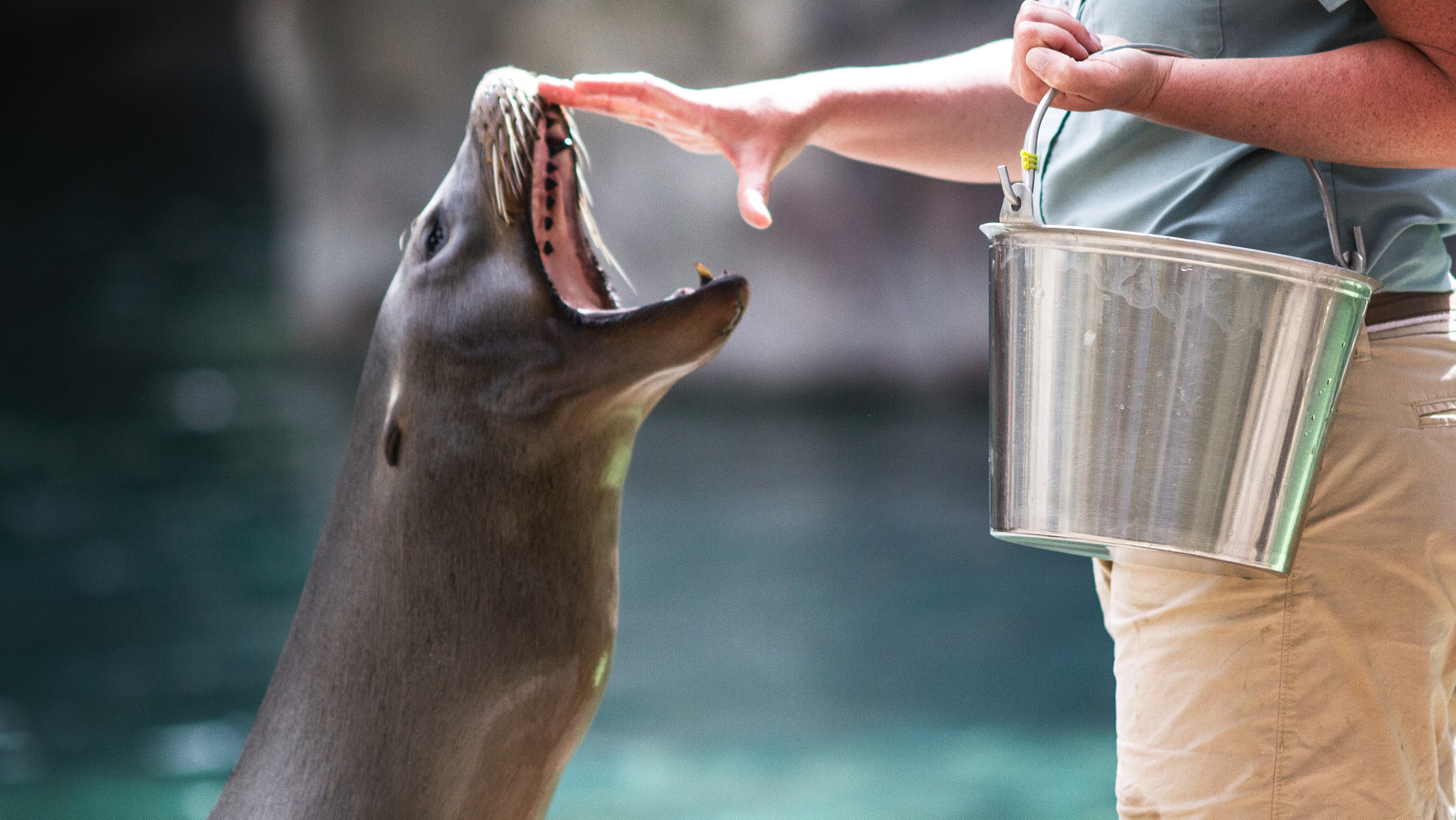 Canon EOS 7D + Canon EF 200mm F2.8L II USM sample photo. Sea lion photography