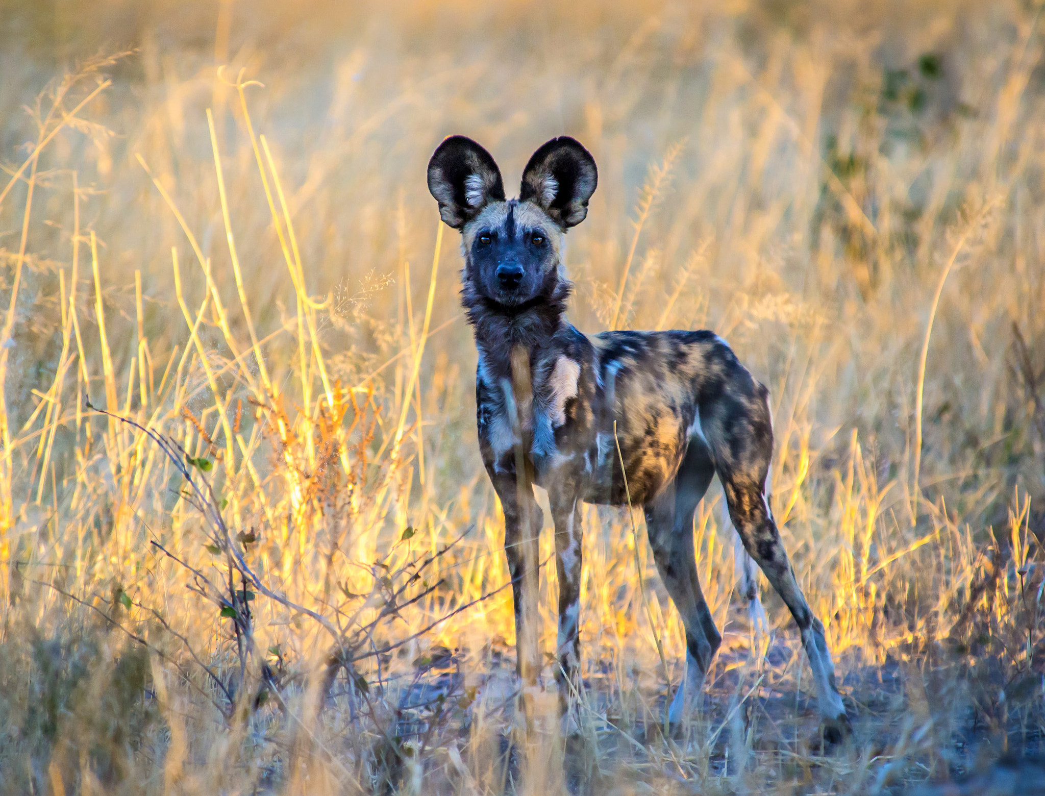 Nikon D600 sample photo. Gold and ears photography