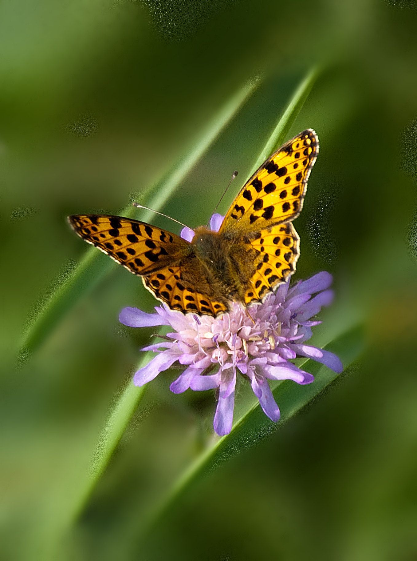 DT 18-270mm F3.5-6.3 SSM sample photo. Z jednego spaceru photography