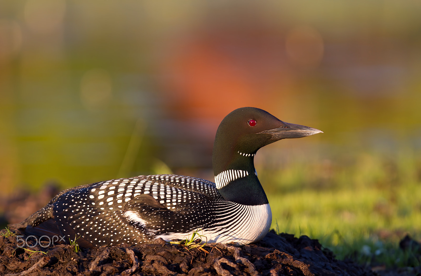 Canon EOS 7D + Canon EF 300mm F2.8L IS USM sample photo. Common loon on nest photography