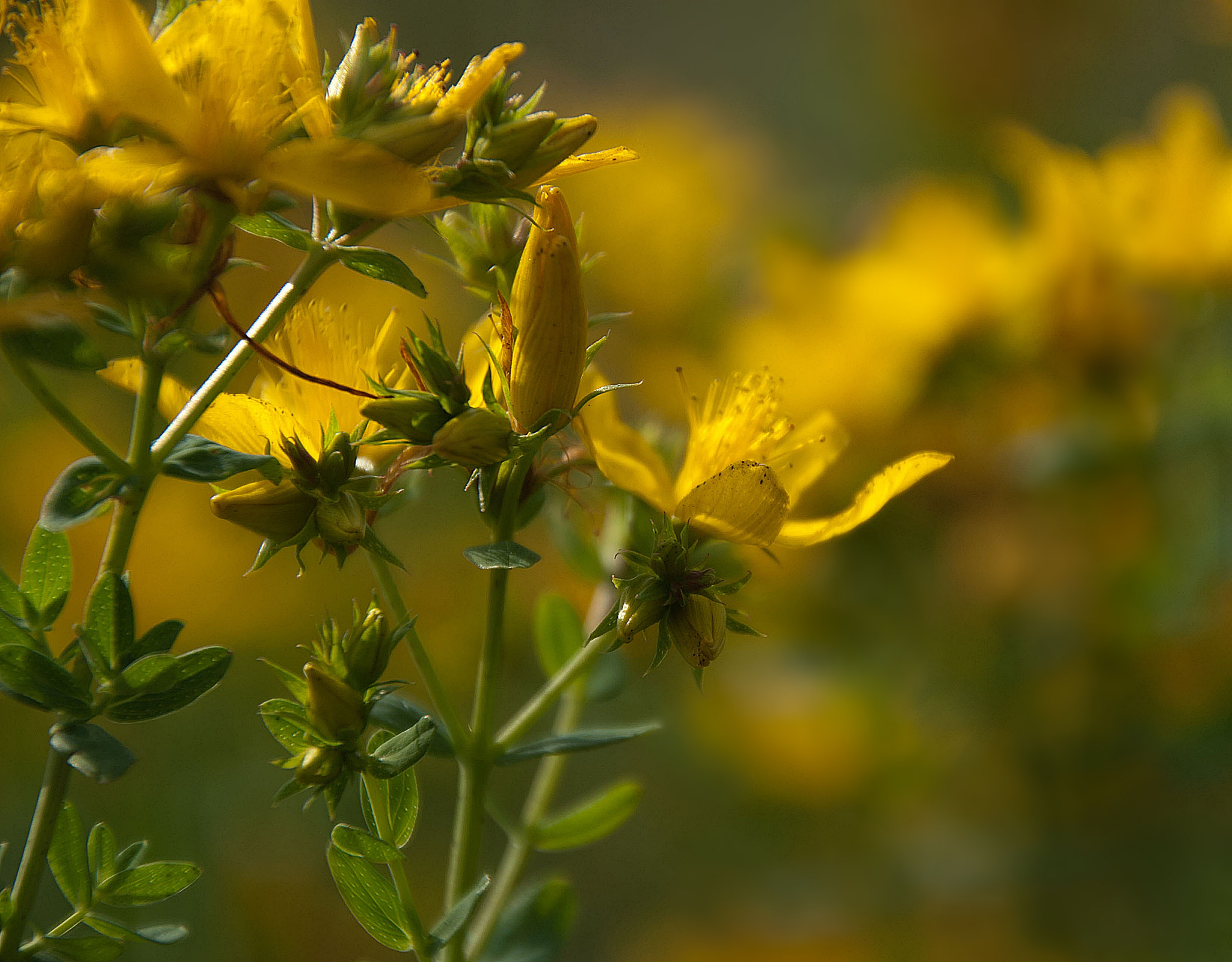 Sony Alpha DSLR-A300 + DT 18-270mm F3.5-6.3 SSM sample photo. Z jednego spaceru 2 photography